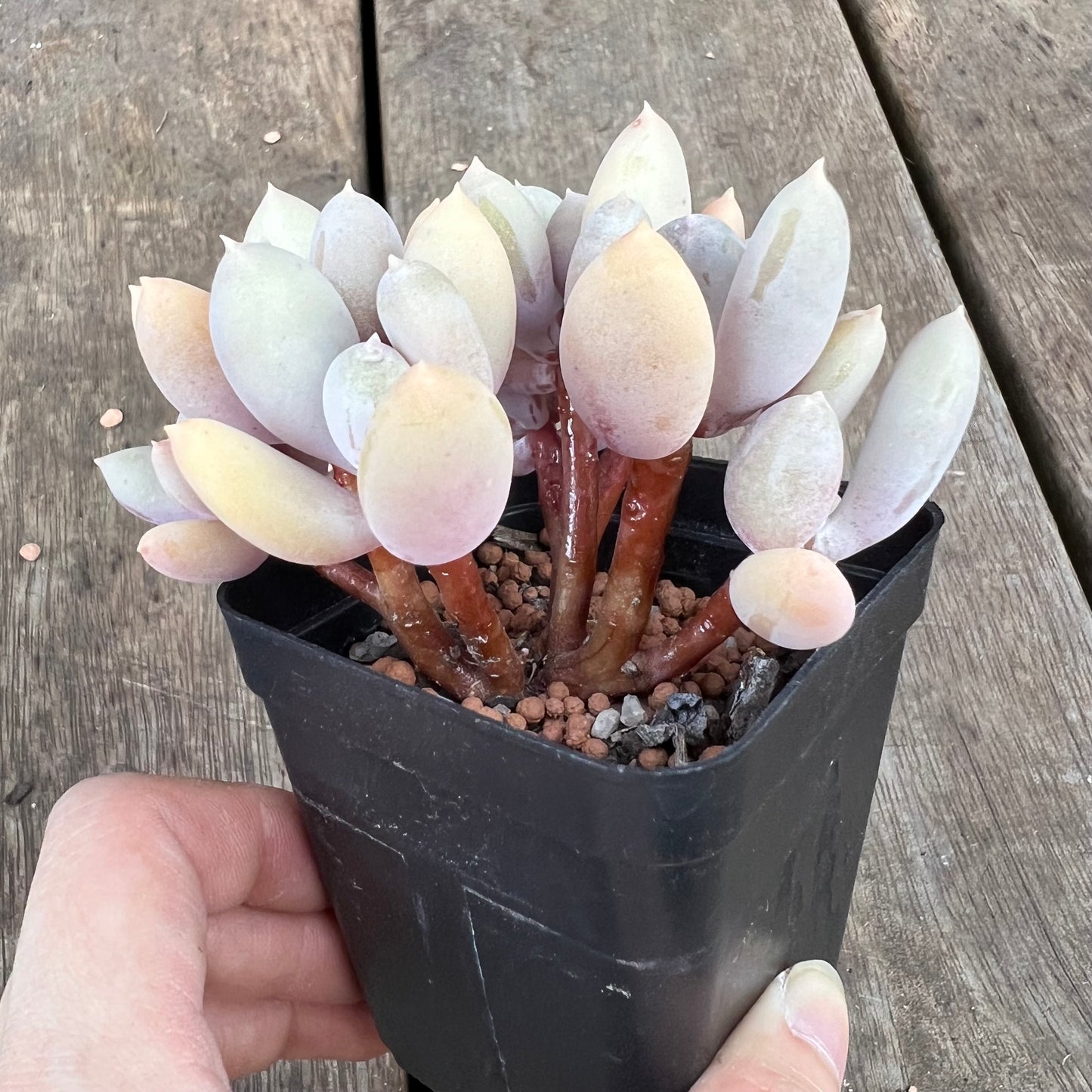 0310 Pachyphytum Apple / Pink Tips