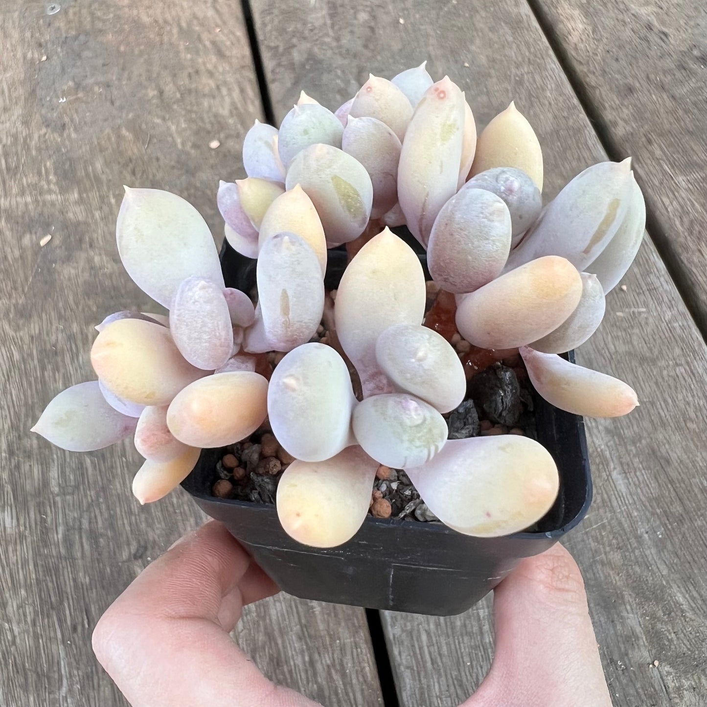 0310 Pachyphytum Apple / Pink Tips