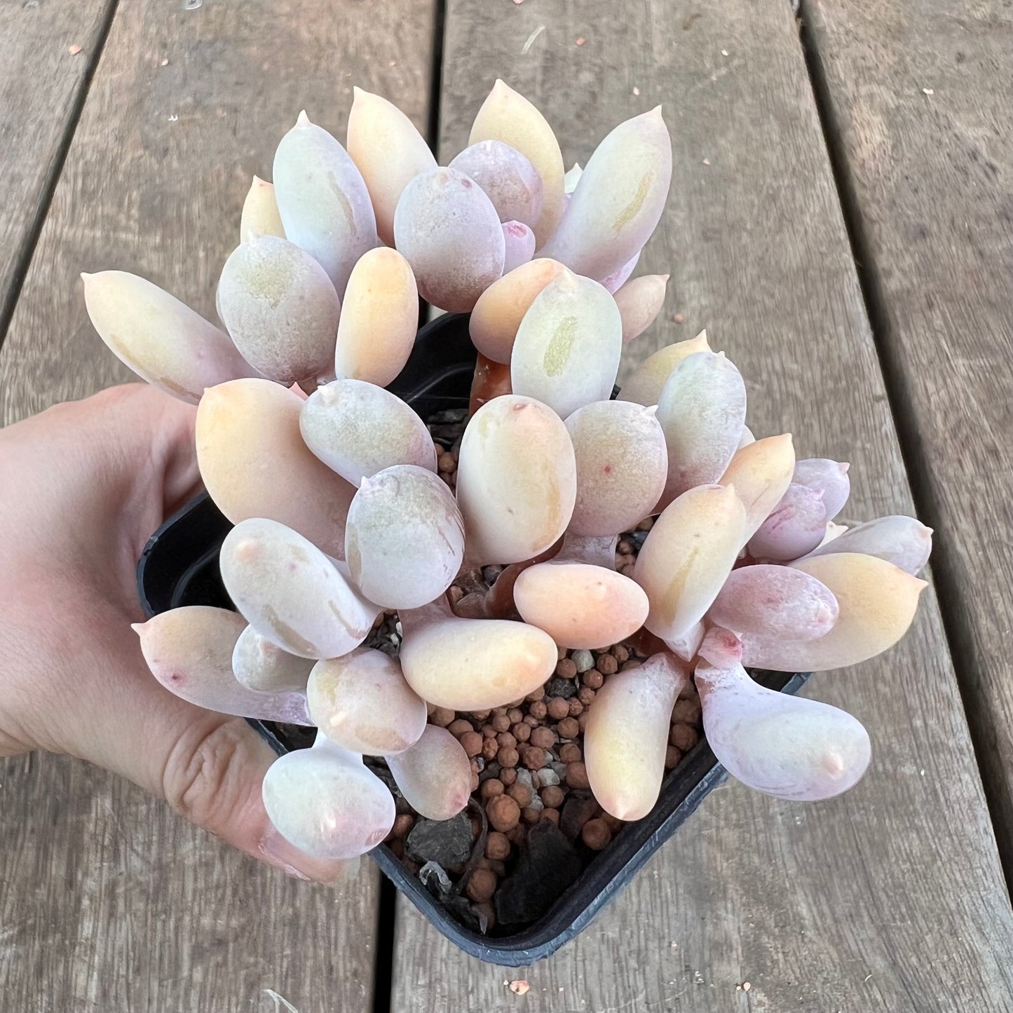 0310 Pachyphytum Apple / Pink Tips
