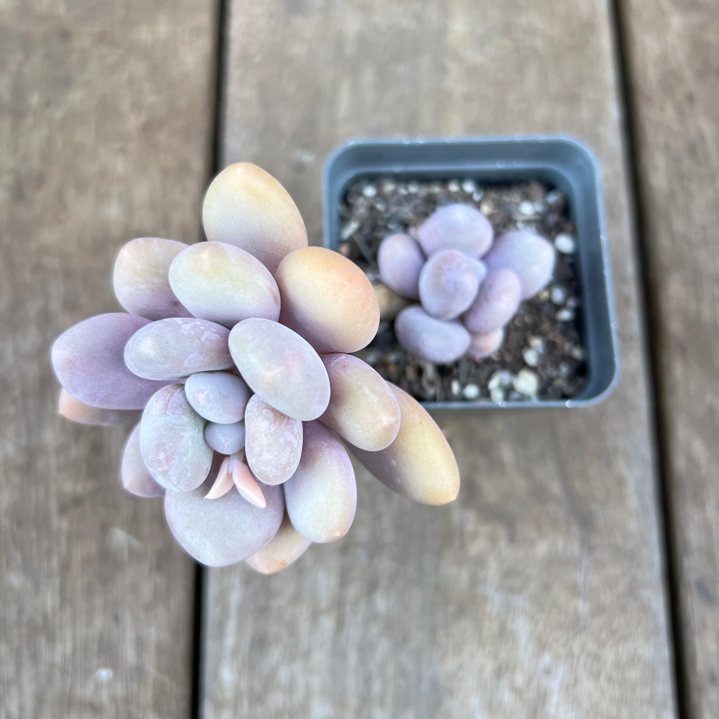 0310 Pachyphytum Glutinicaule