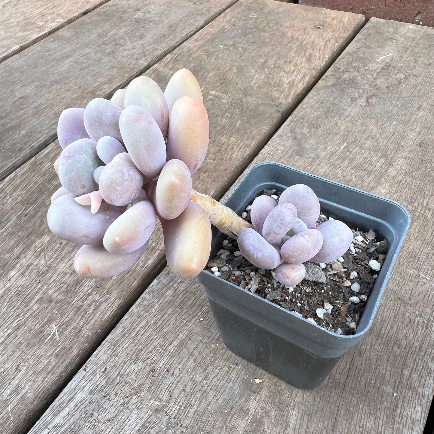 0310 Pachyphytum Glutinicaule