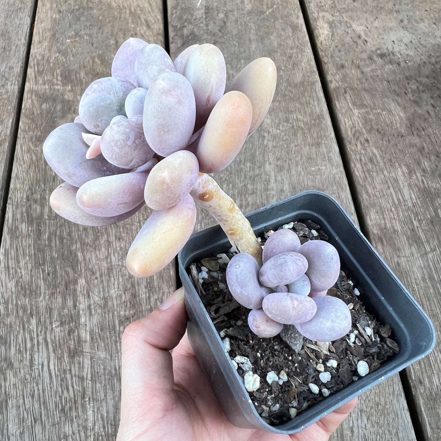 0310 Pachyphytum Glutinicaule