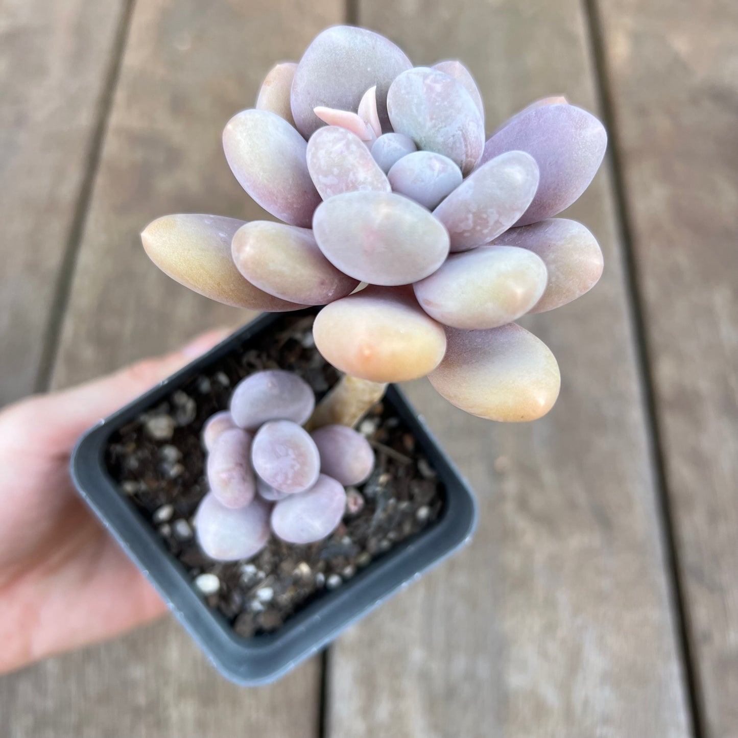 0310 Pachyphytum Glutinicaule