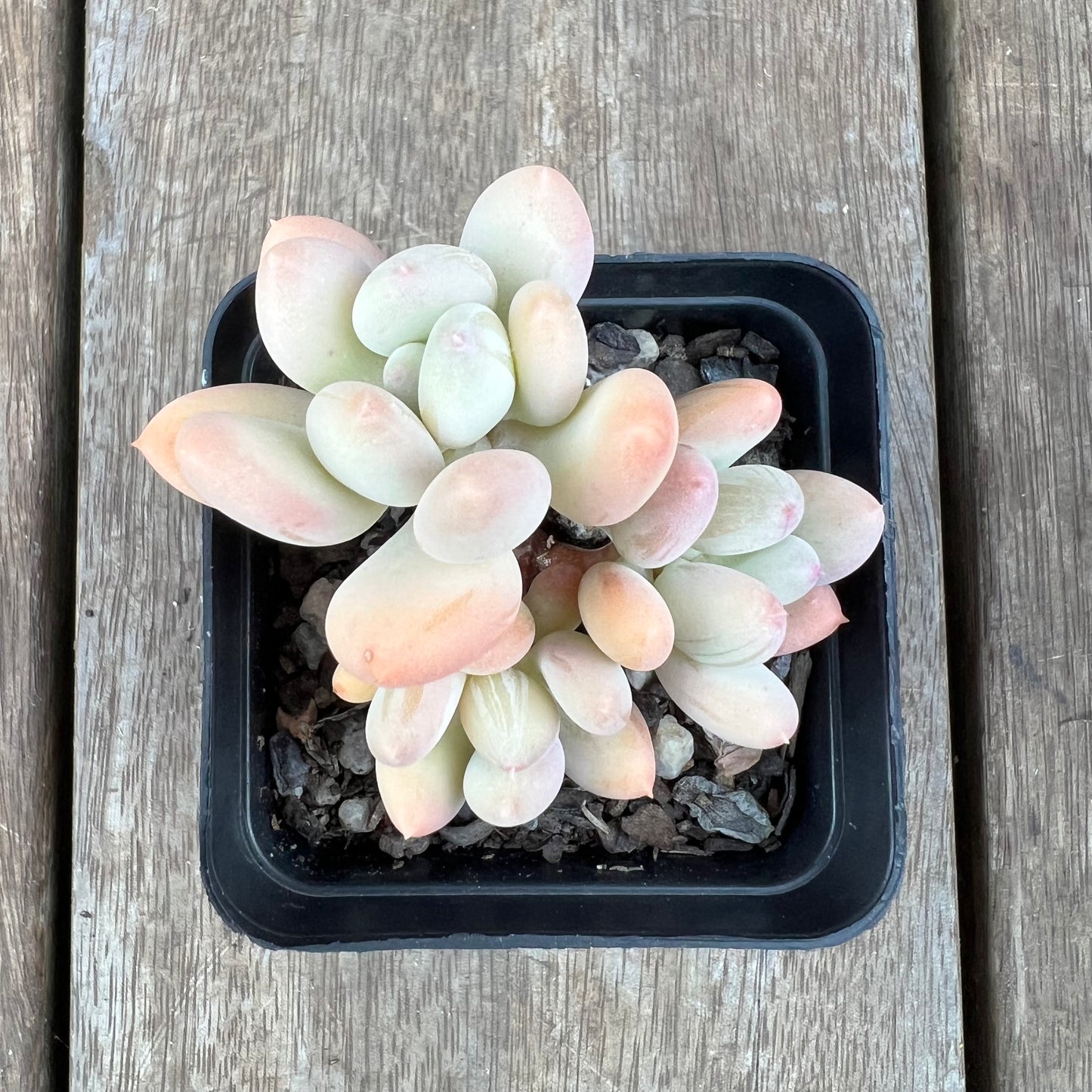 0310 Pachyphytum Oviferum Mikadukibijin