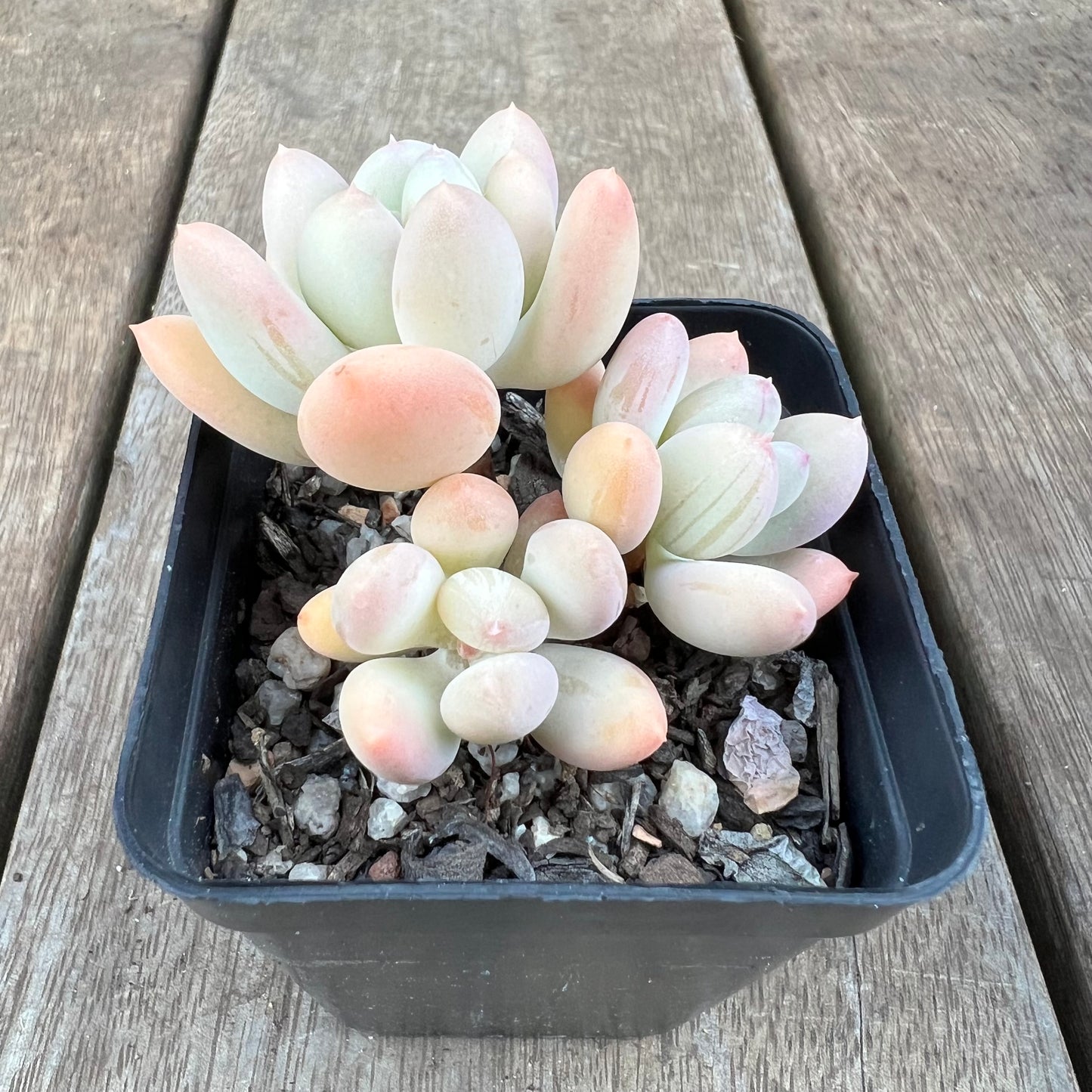 0310 Pachyphytum Oviferum Mikadukibijin