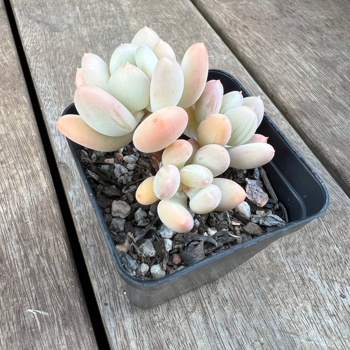 0310 Pachyphytum Oviferum Mikadukibijin