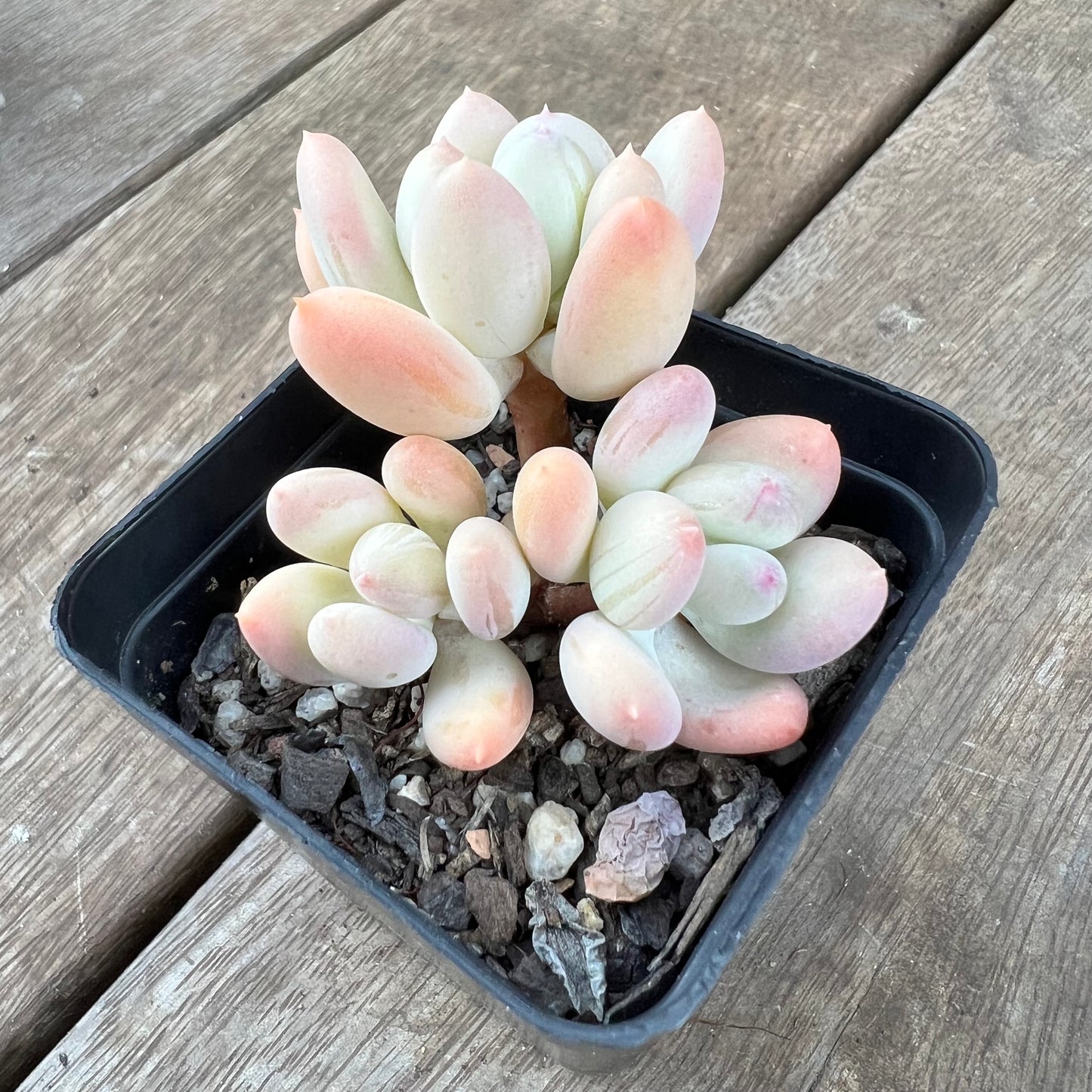 0310 Pachyphytum Oviferum Mikadukibijin