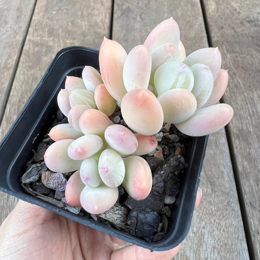 0310 Pachyphytum Oviferum Mikadukibijin
