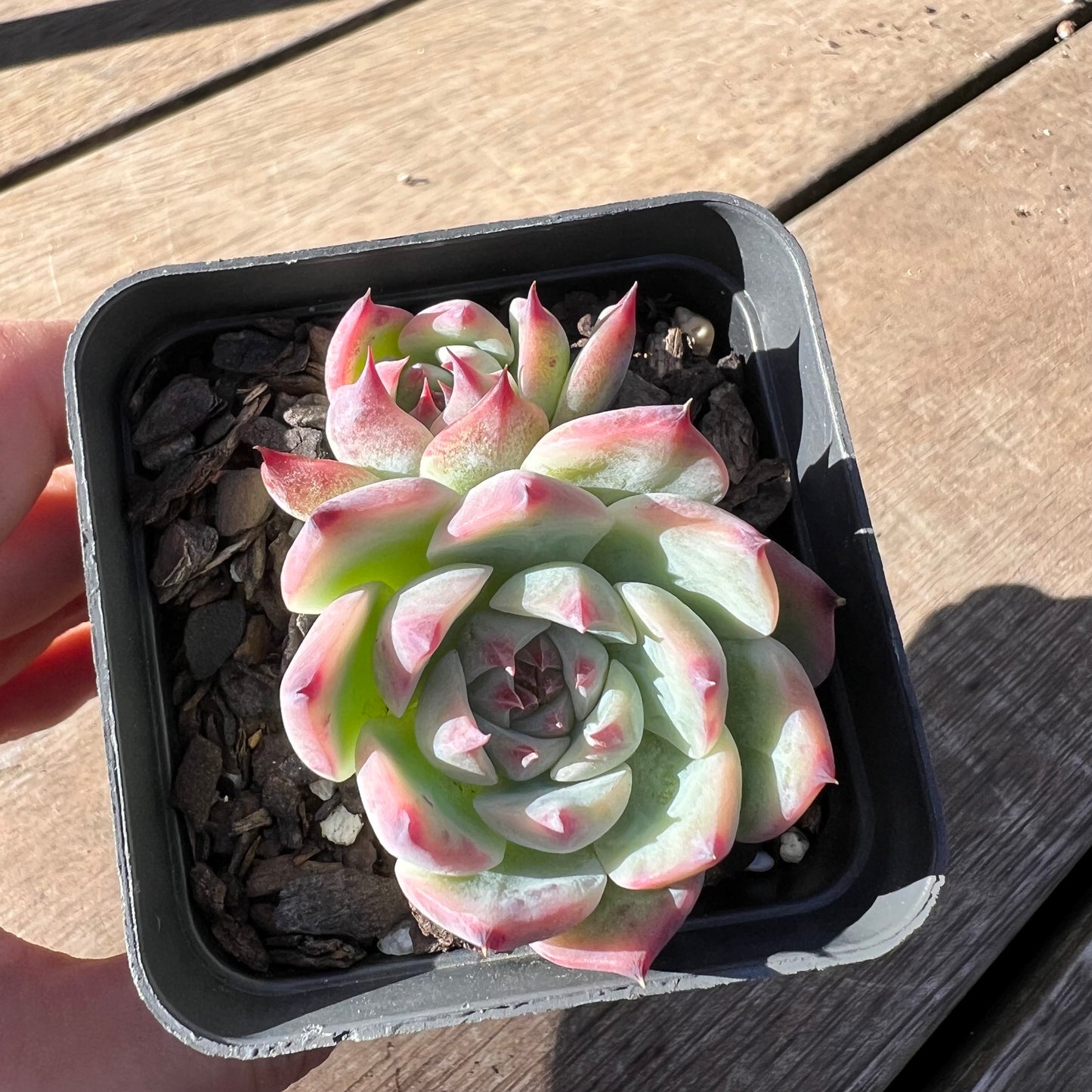 0403 Echeveria Chihuahuensis (with pup)