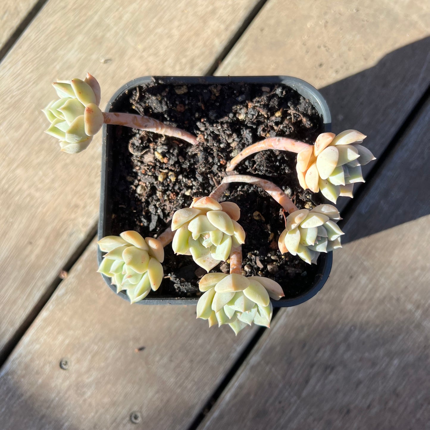 0403 Graptoveria Titubans