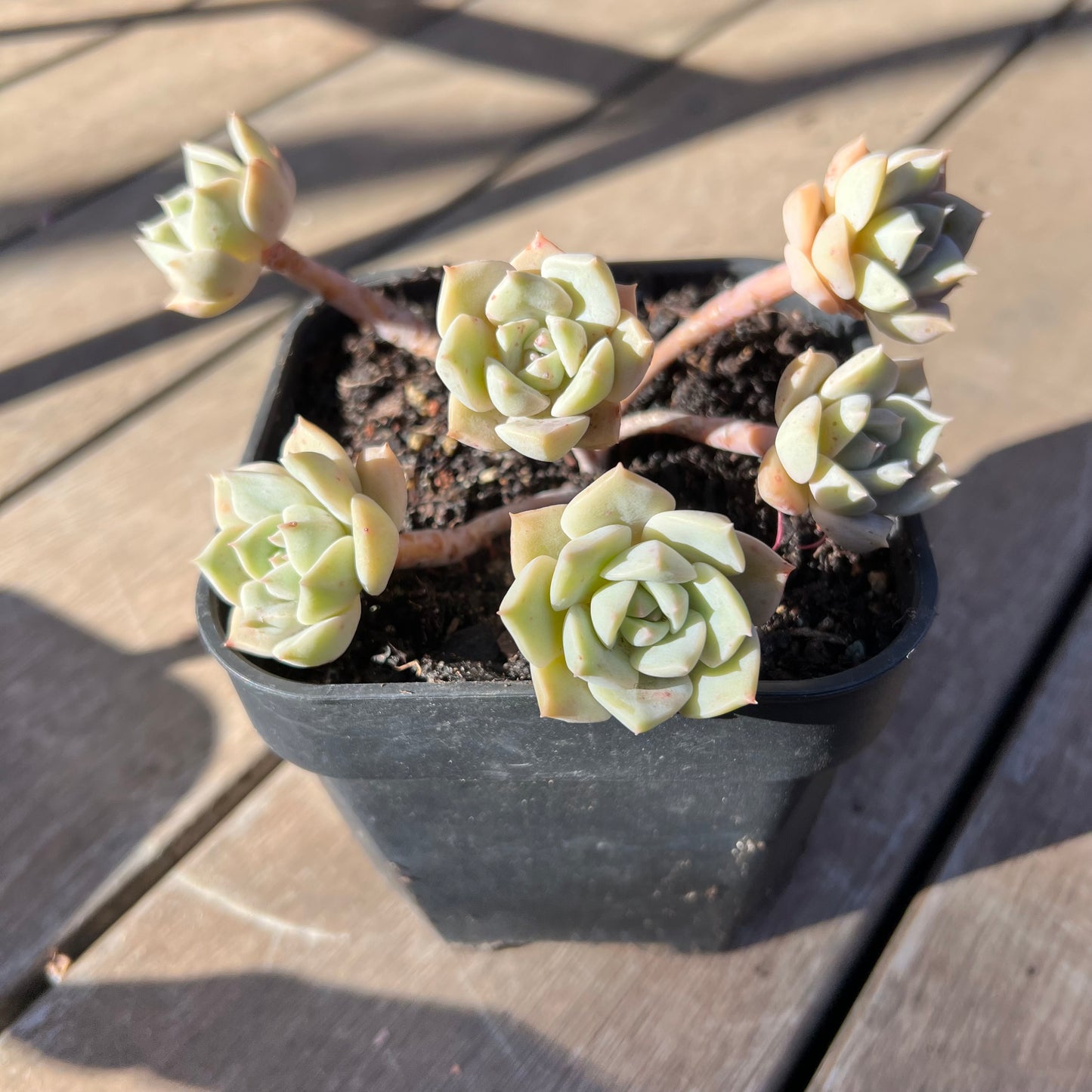 0403 Graptoveria Titubans