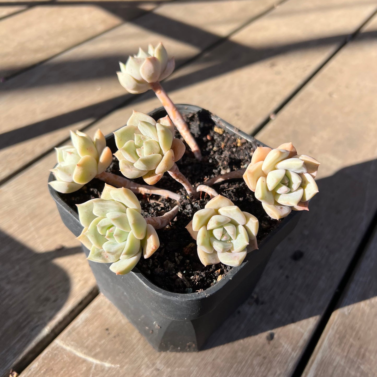 0403 Graptoveria Titubans