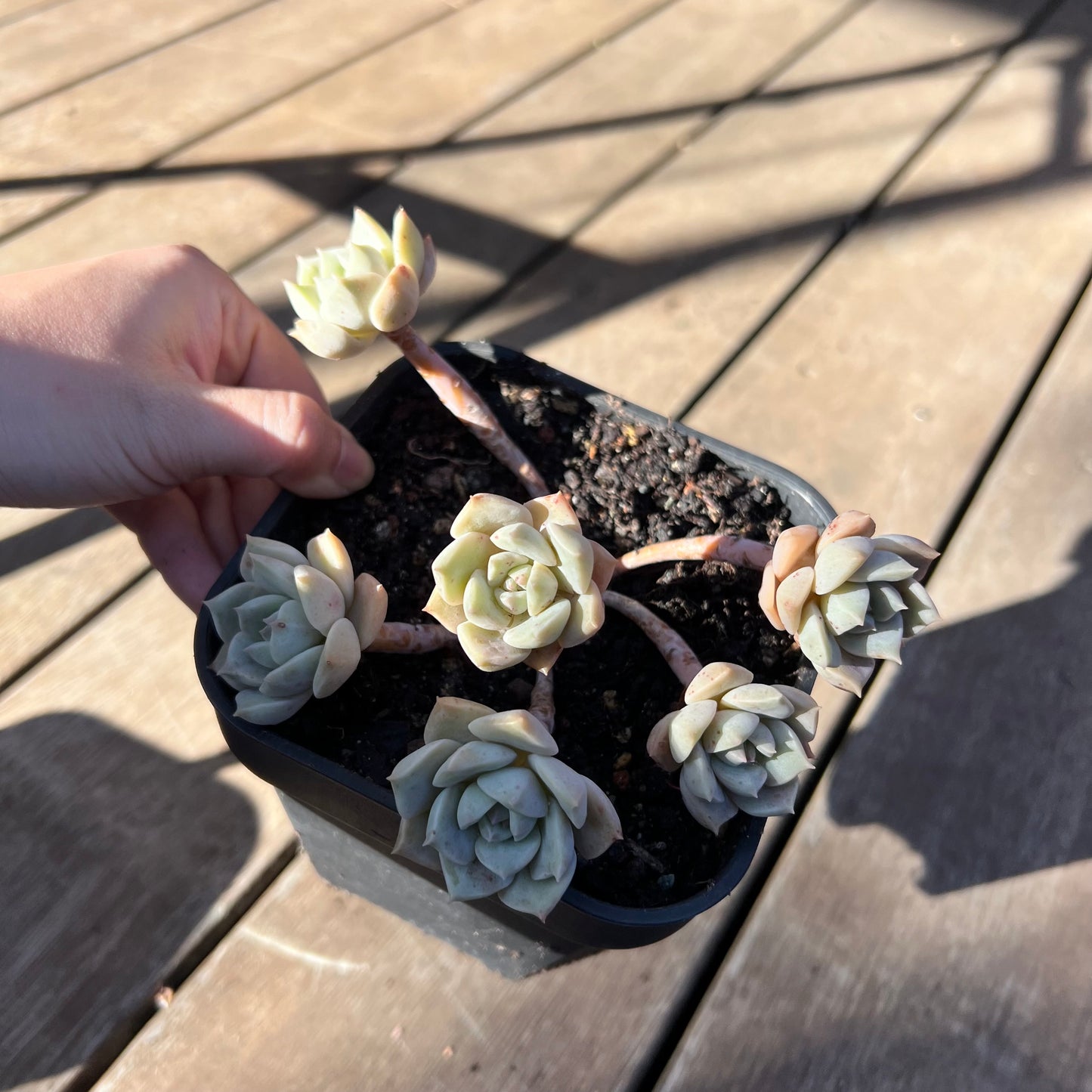 0403 Graptoveria Titubans