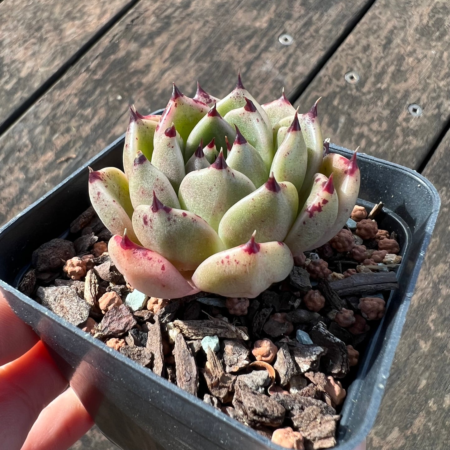Echeveria Cuspidata x Ebony / 'Halloween'