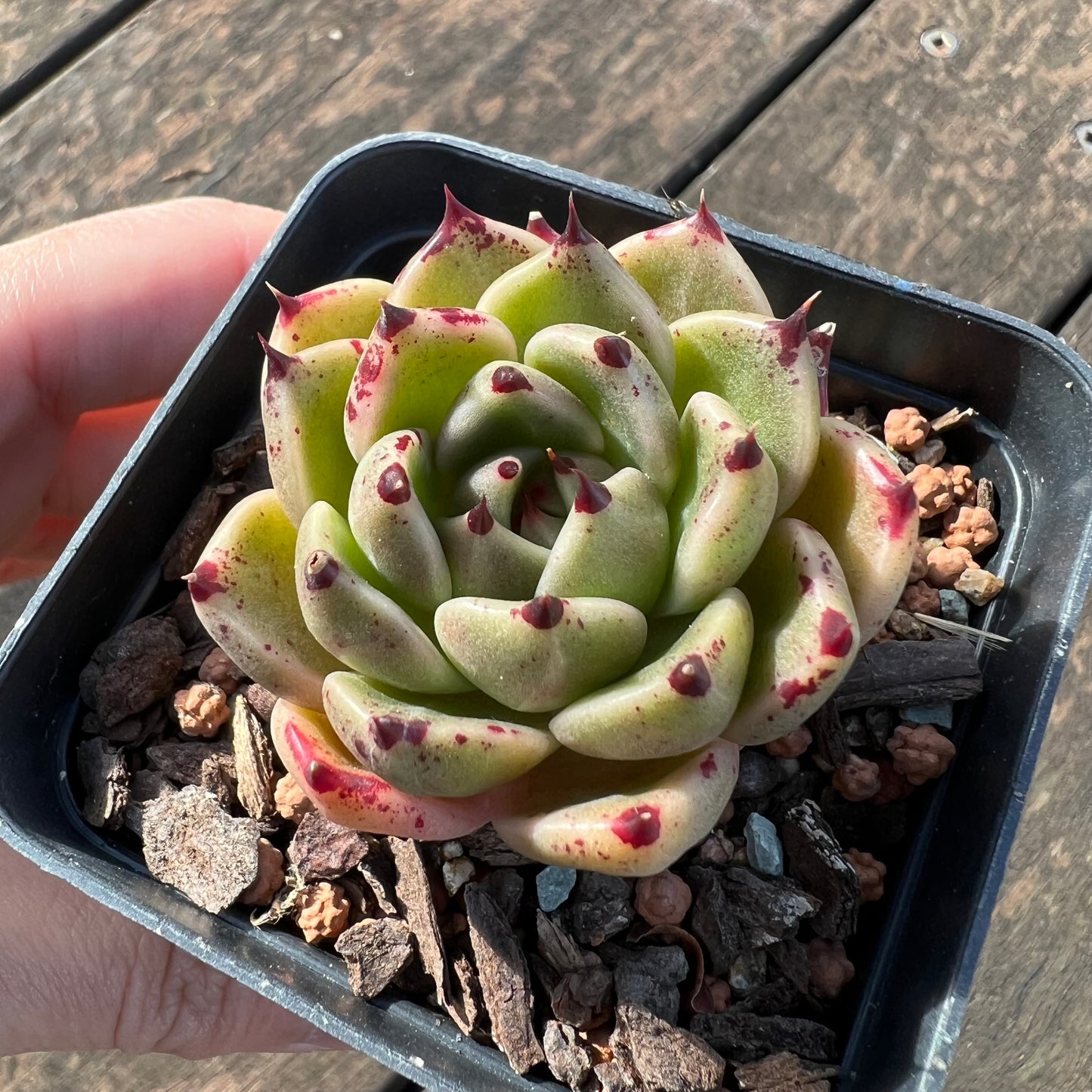 Echeveria Cuspidata x Ebony / 'Halloween'