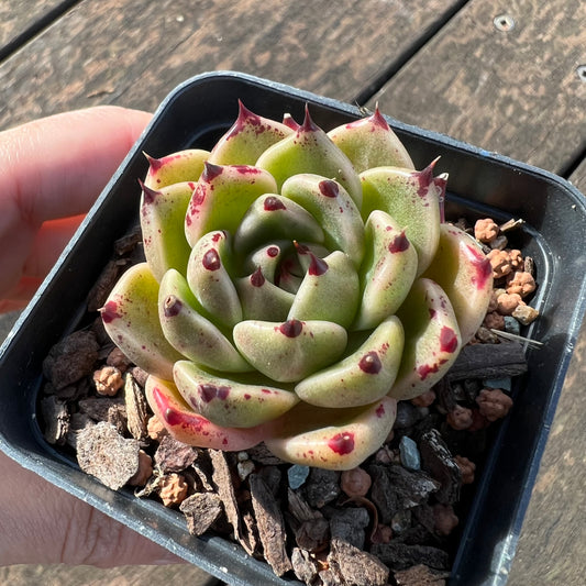 Echeveria Cuspidata x Ebony / 'Halloween'