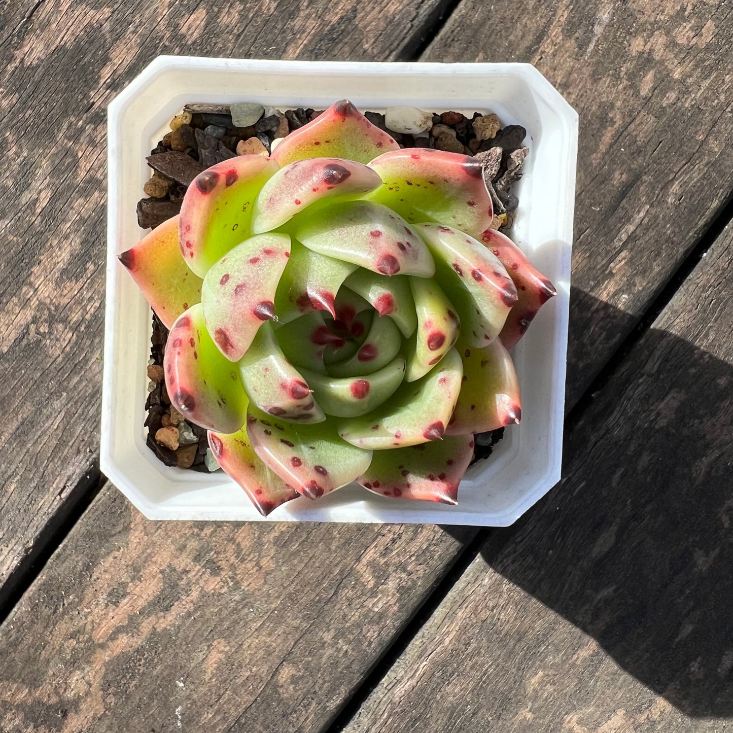 0406 Echeveria Blue Dragon