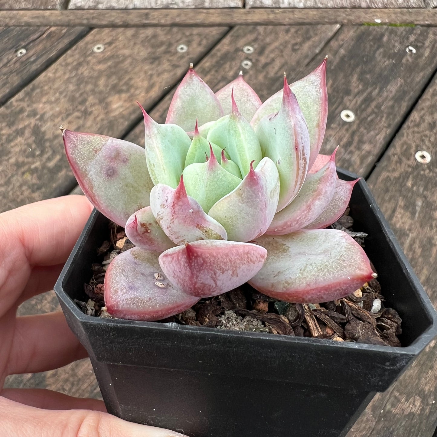 0406 Echeveria Blue Moon