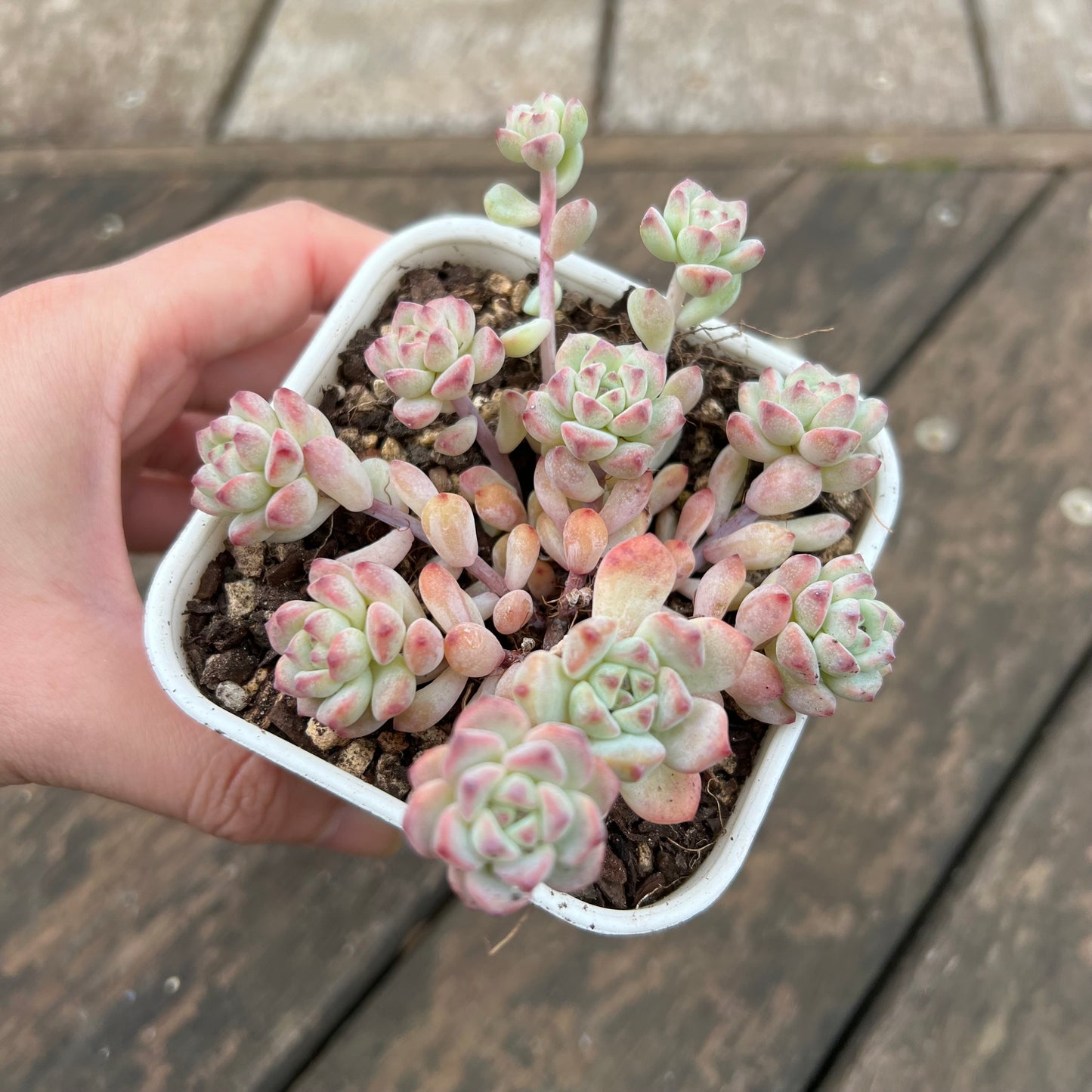 0406 Echeveria Caramel Spirit