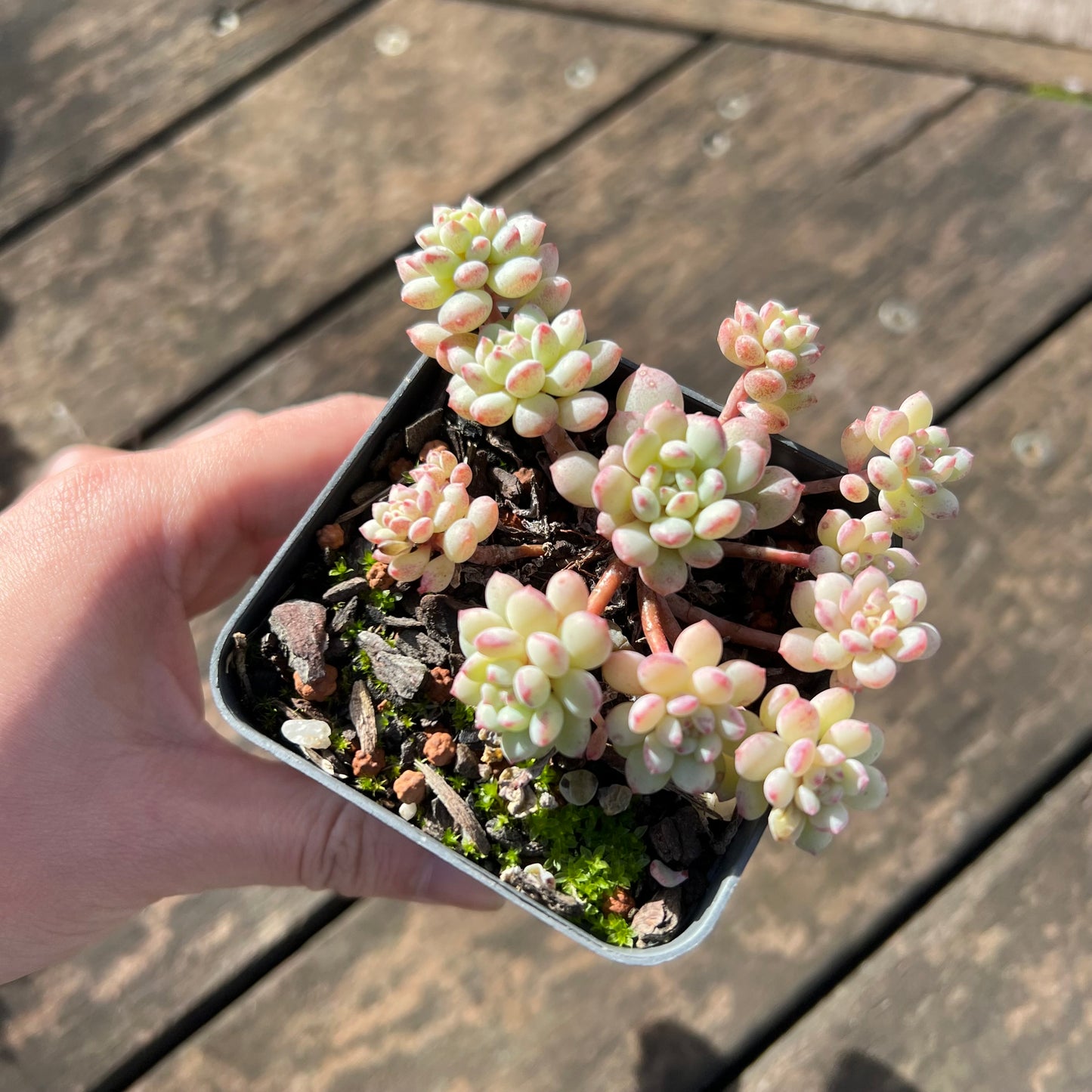 0406 Echeveria Cute Beans 'Moemame' (clump)
