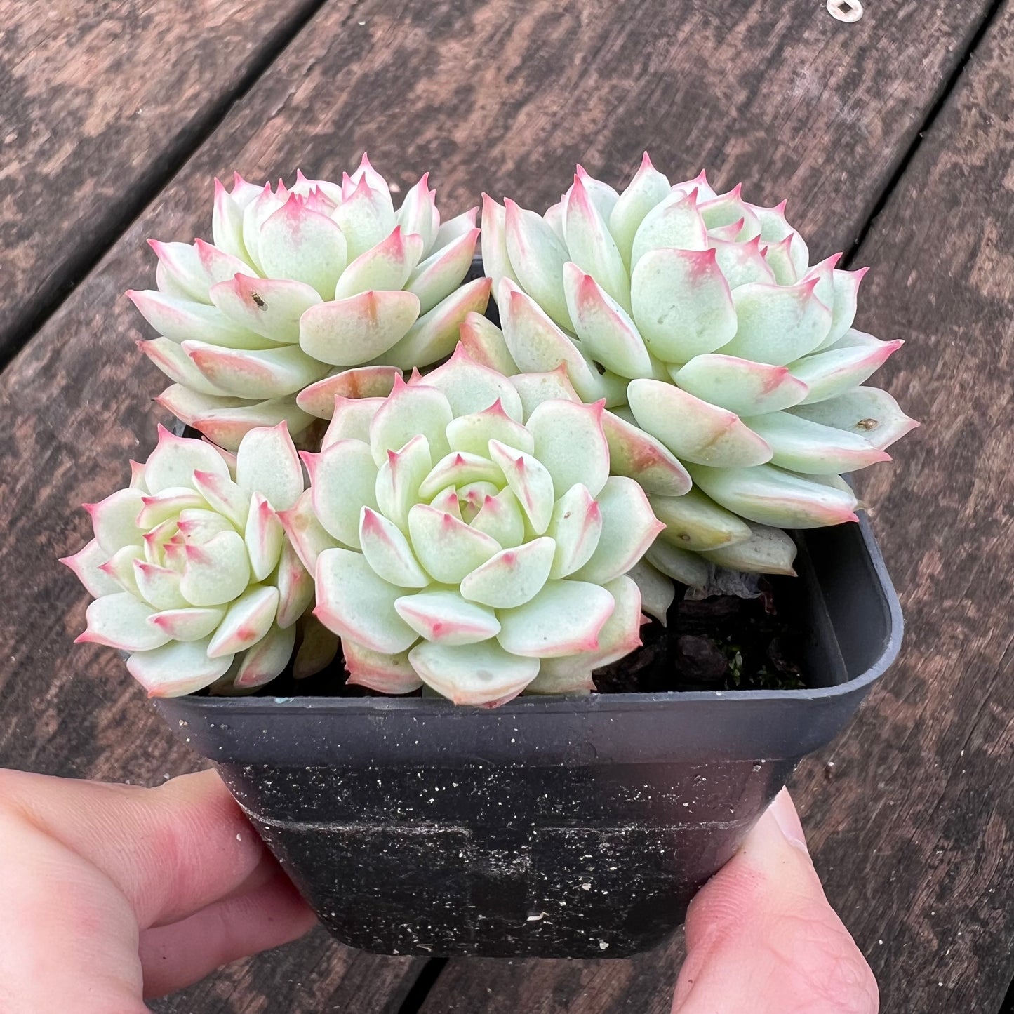 0406 Echeveria Derenbergii