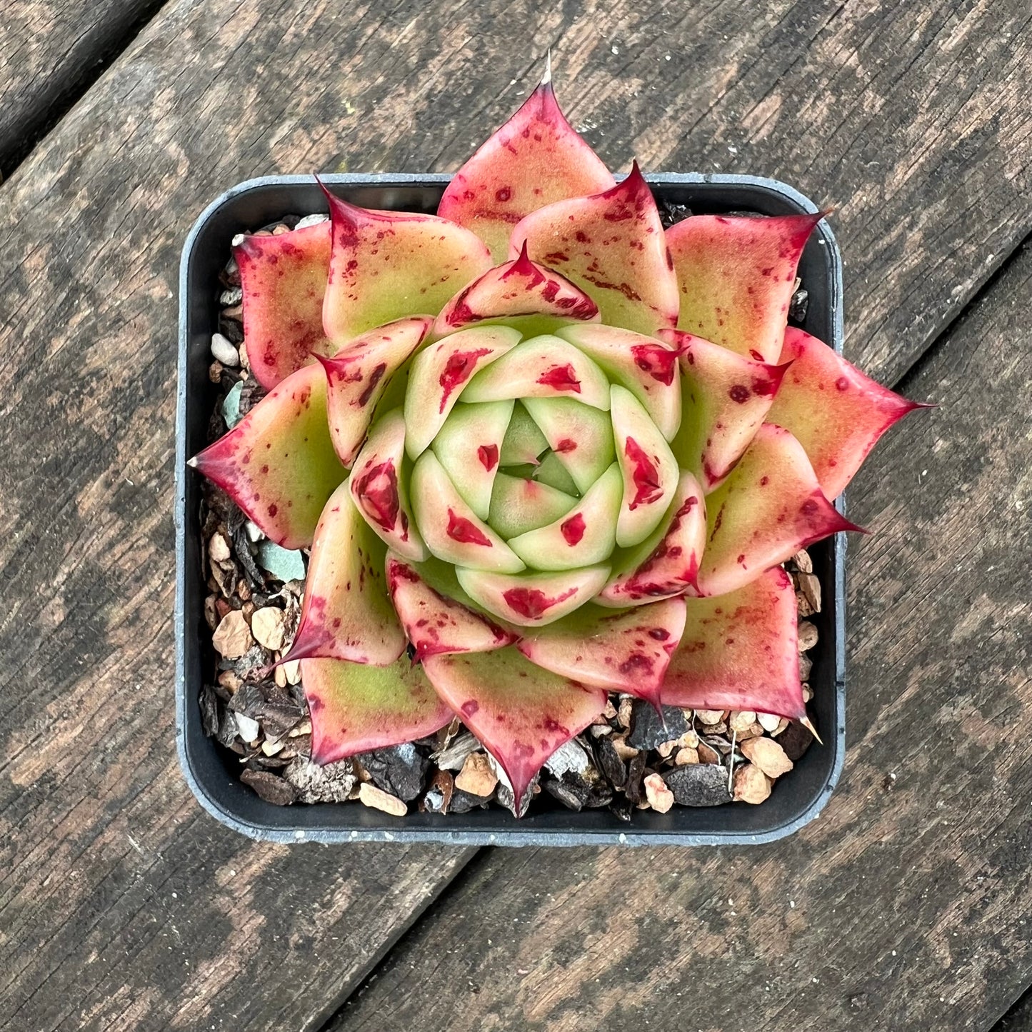 0406 Echeveria Elizabeth sp.