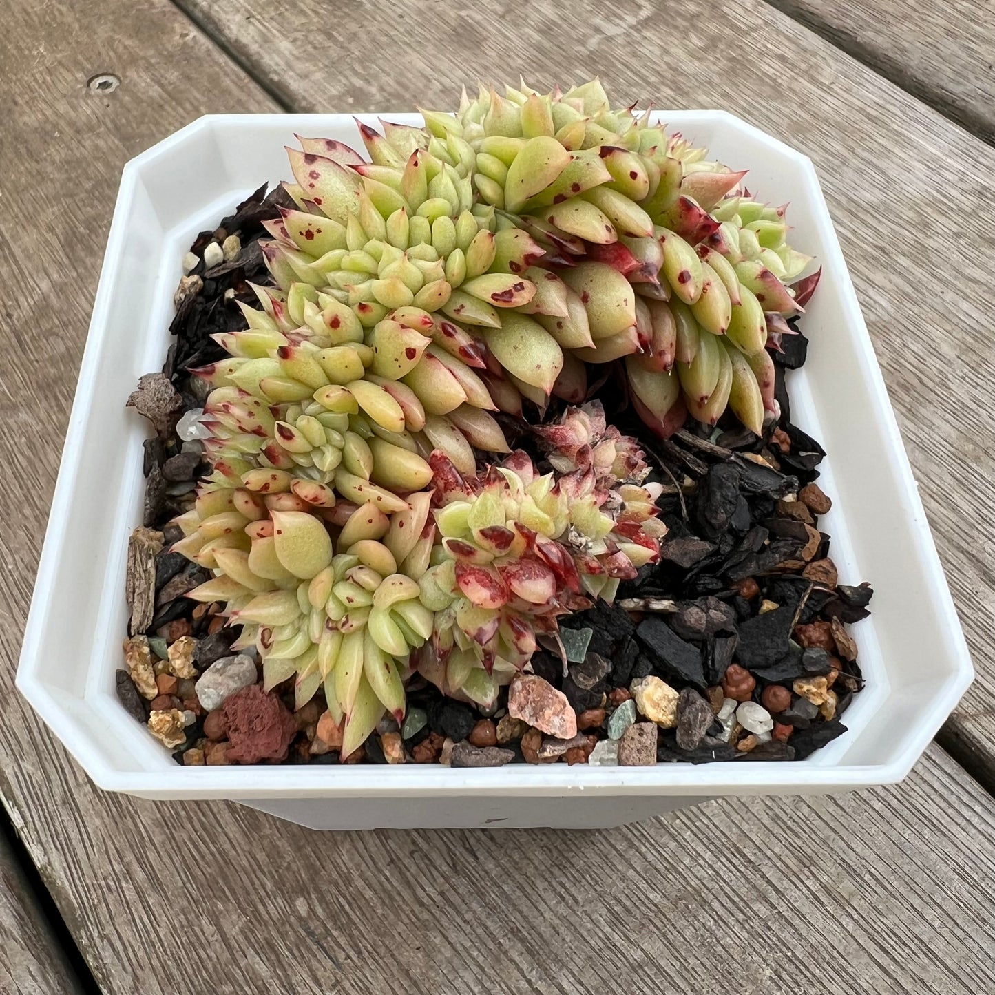 0406 Echeveria Gilva Crest (Large)