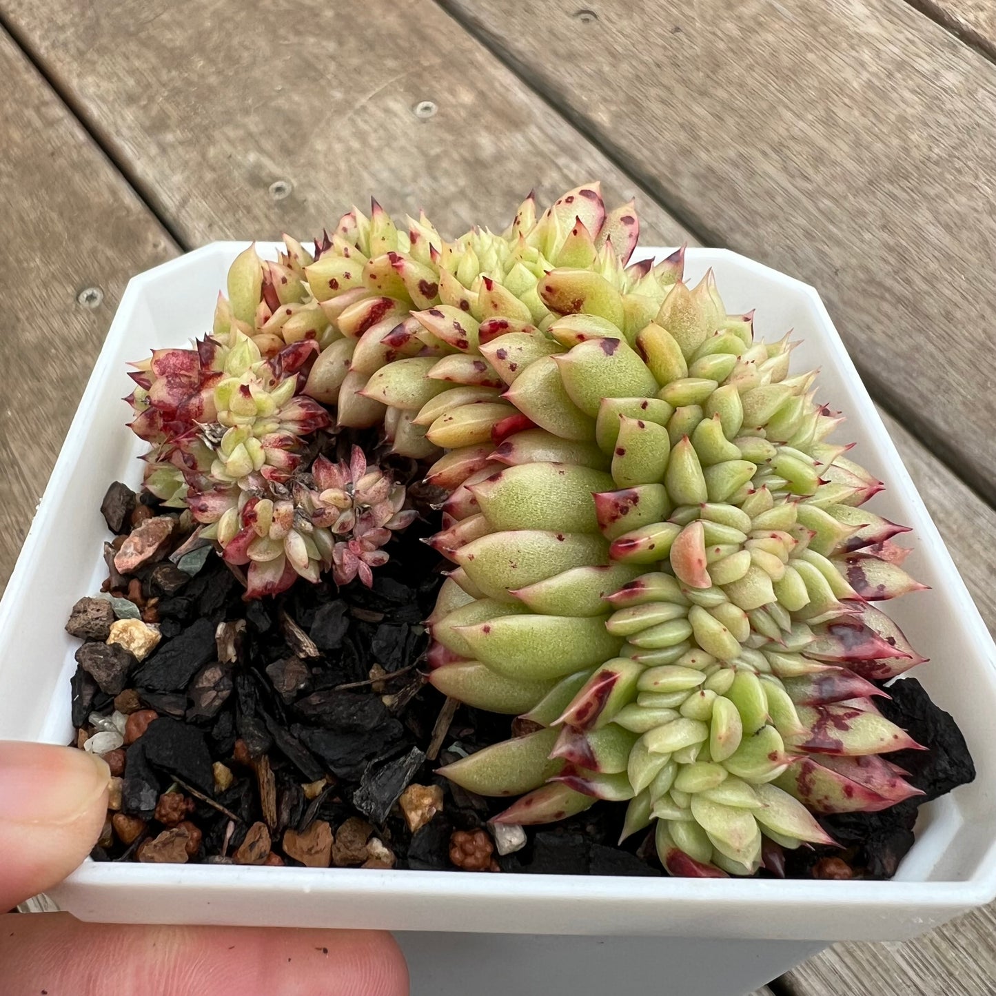 0406 Echeveria Gilva Crest (Large)