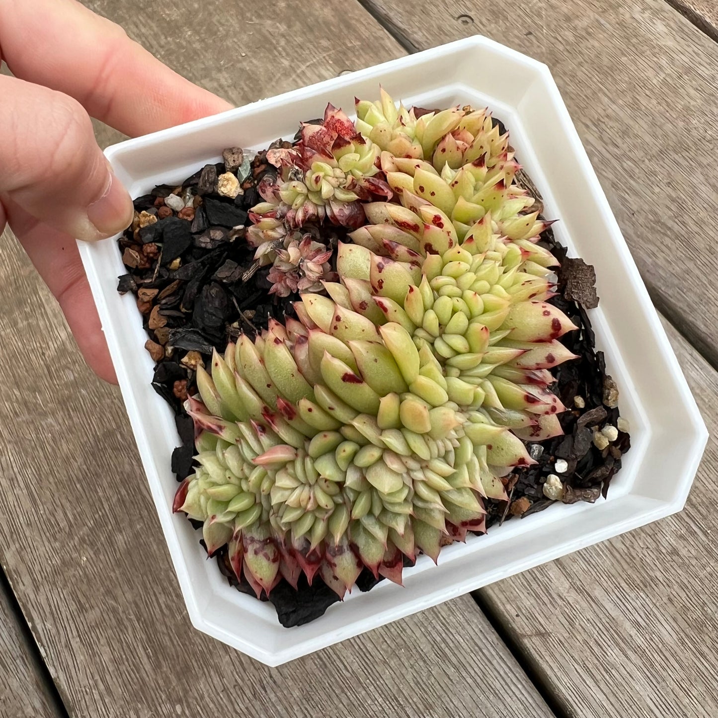 0406 Echeveria Gilva Crest (Large)