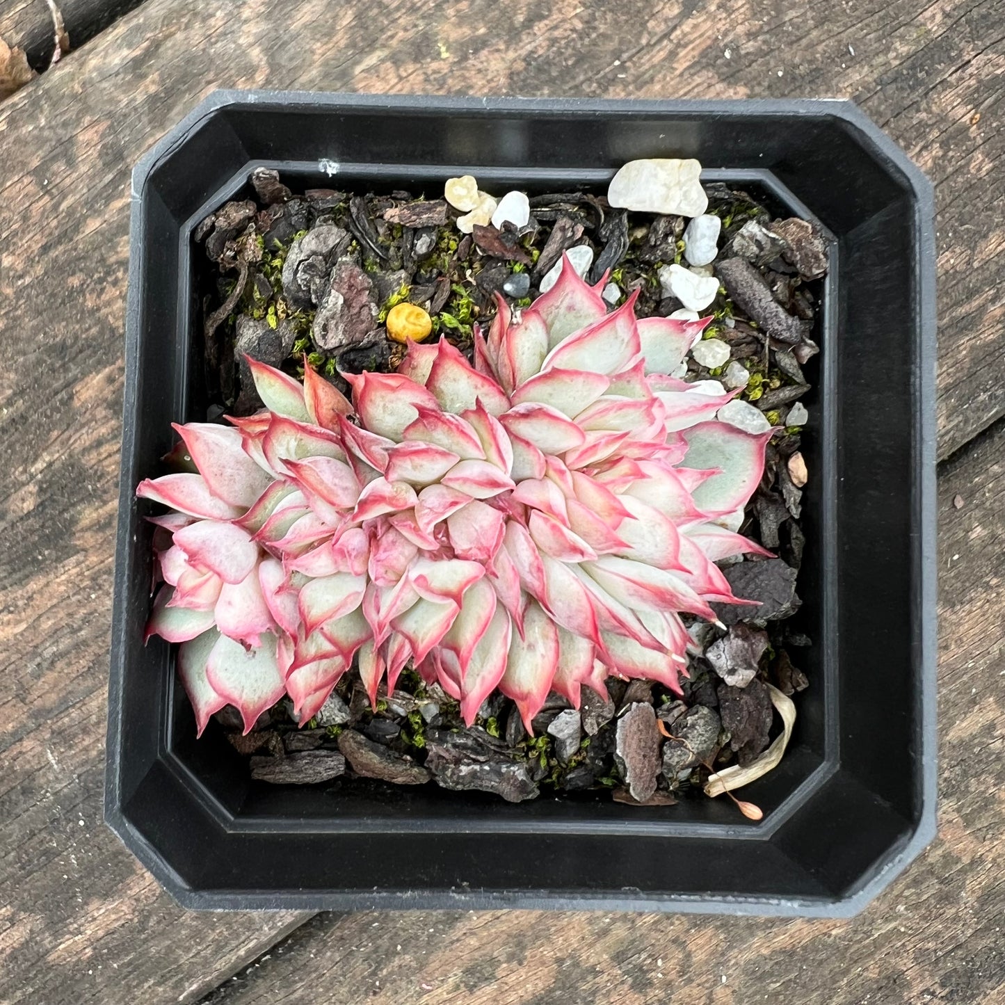 0406 Echeveria Moon Gadnis Crest