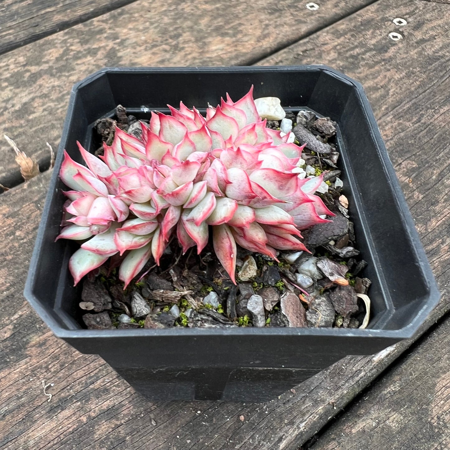 0406 Echeveria Moon Gadnis Crest