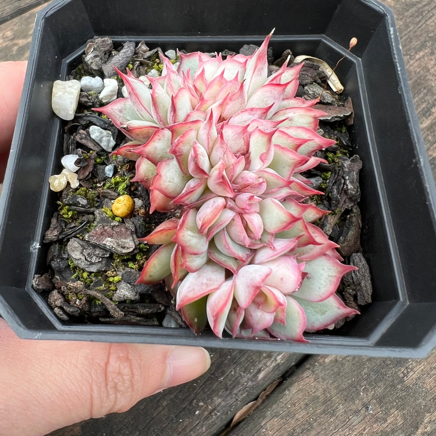 0406 Echeveria Moon Gadnis Crest