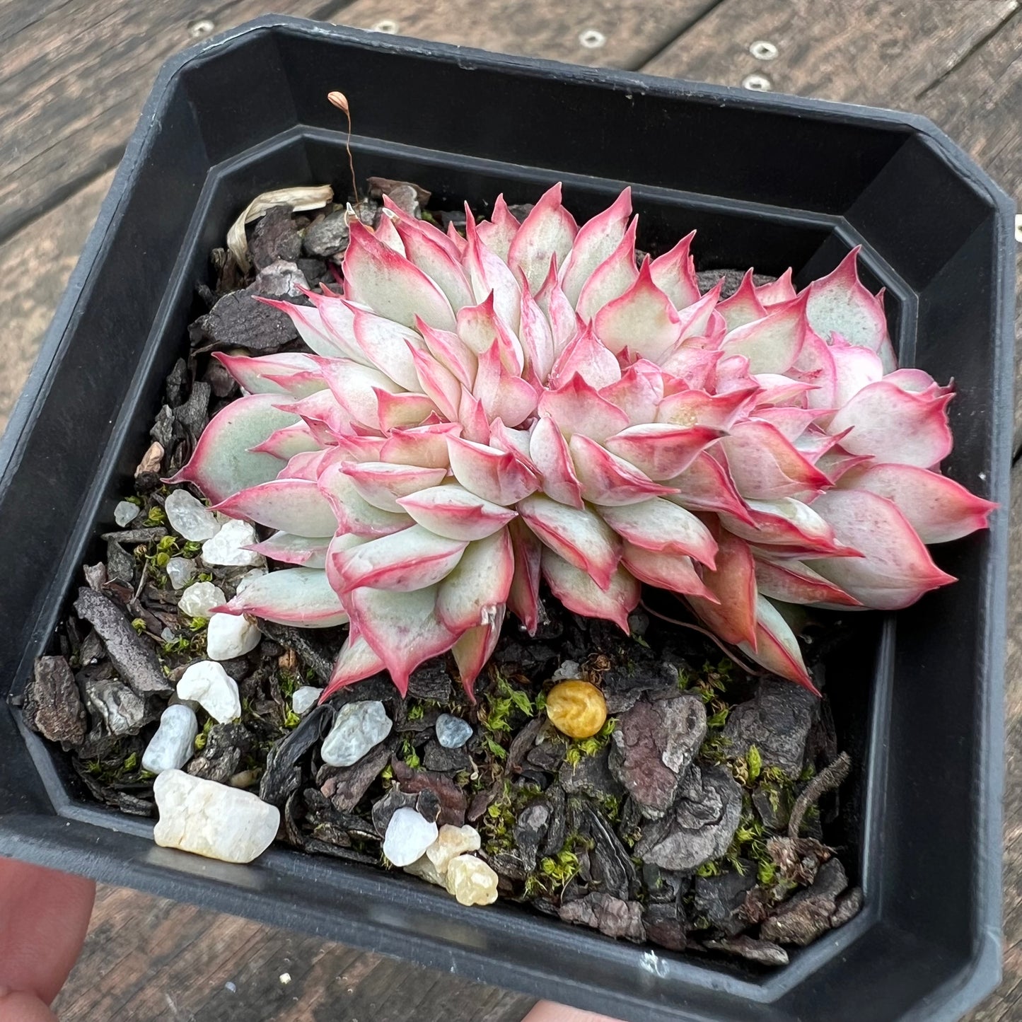 0406 Echeveria Moon Gadnis Crest