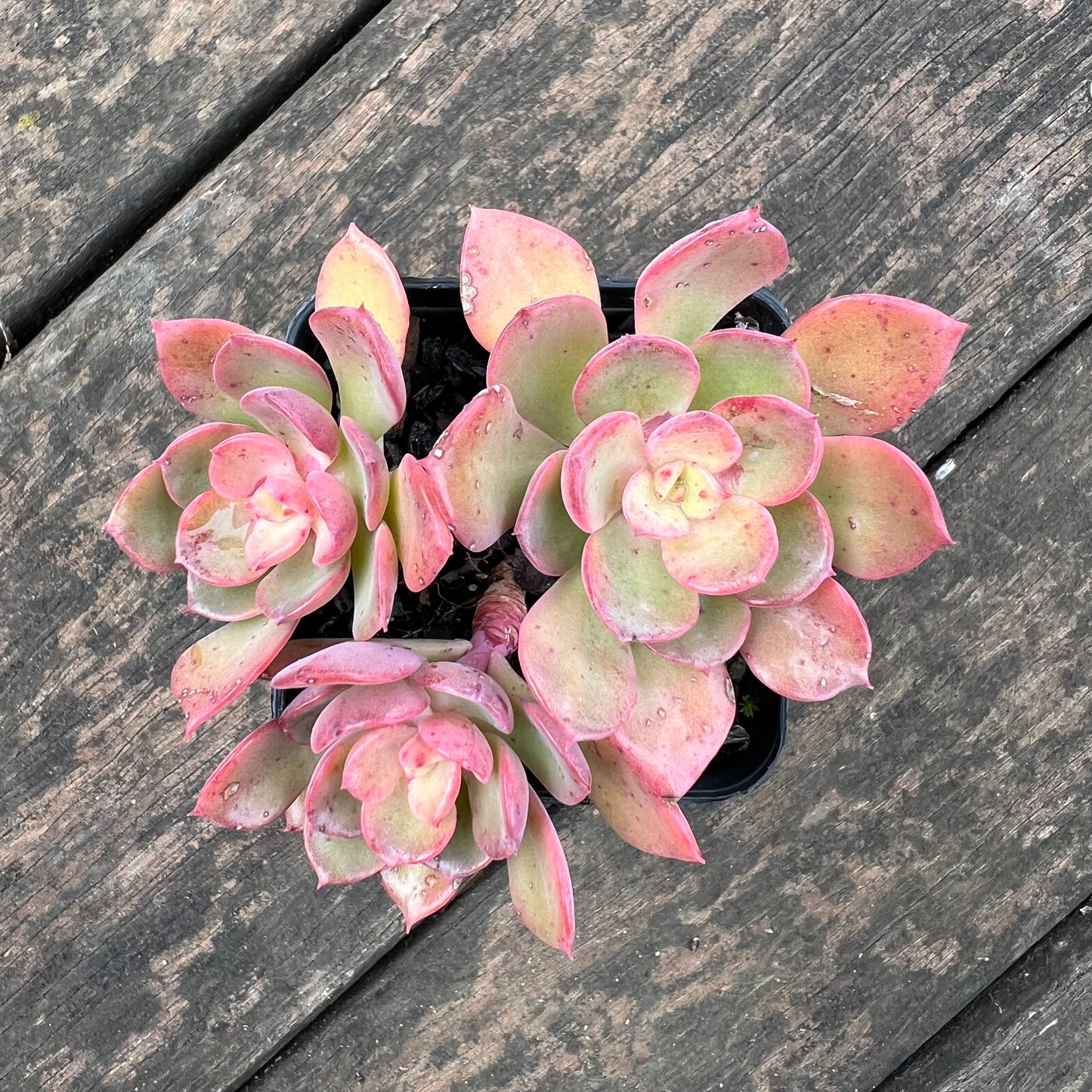 0406 Echeveria Noble Red