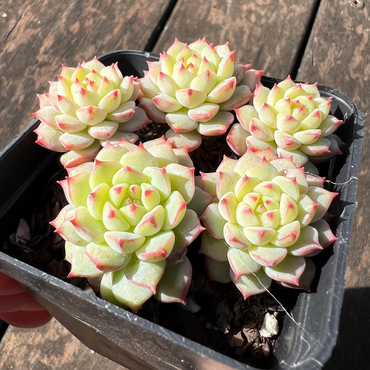 0406 Echeveria Panda Face aka Emerald Tips(clump)