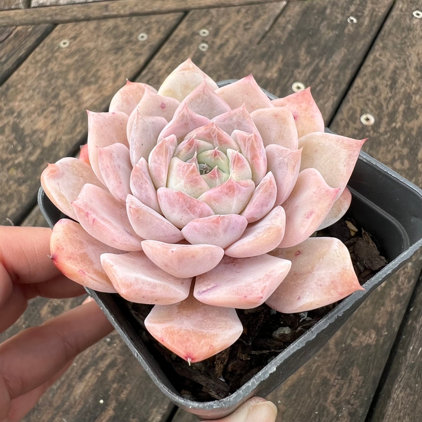 0406 Echeveria Pure Love