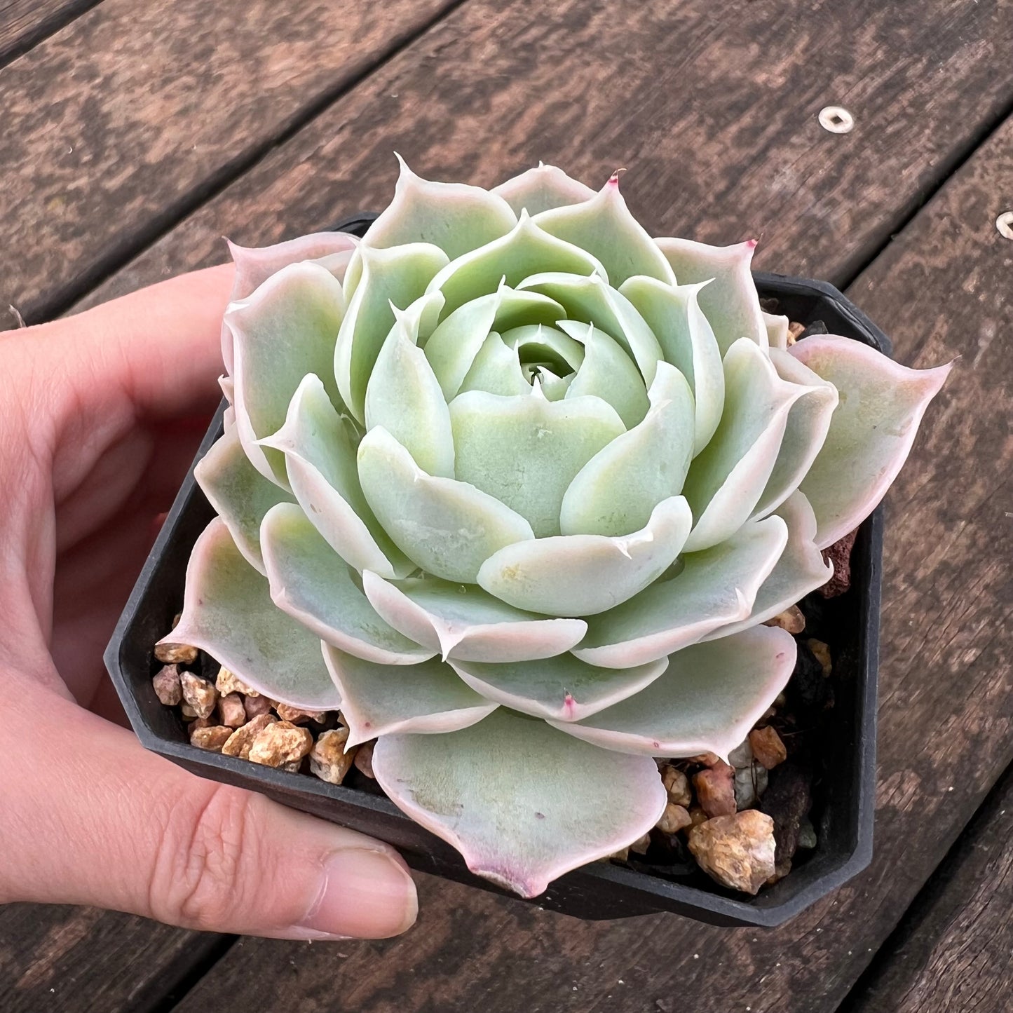 0406 Echeveria Simulans Ascension 'Blue Velvet'