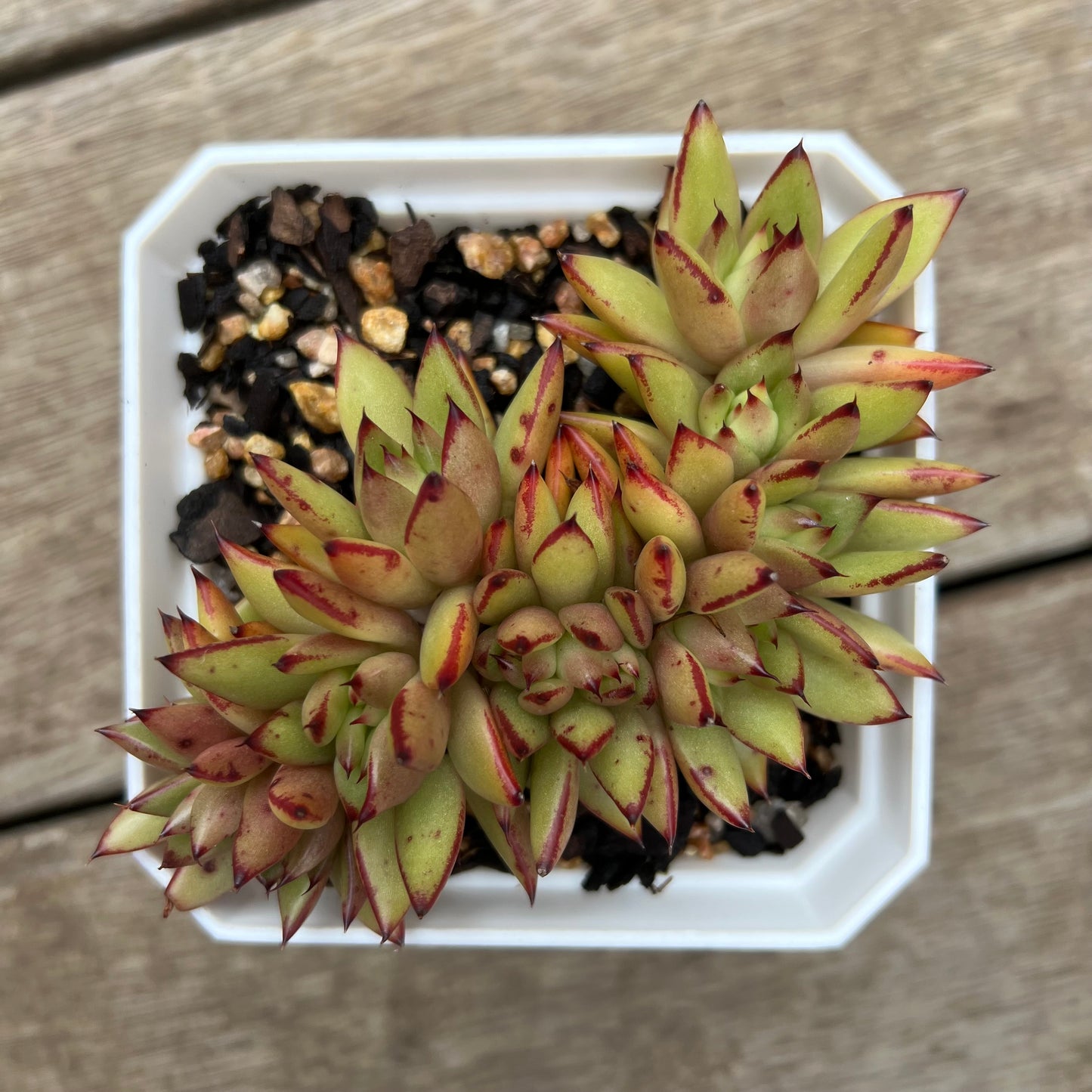 0406 Echeveria 'Ek Soul' Crest