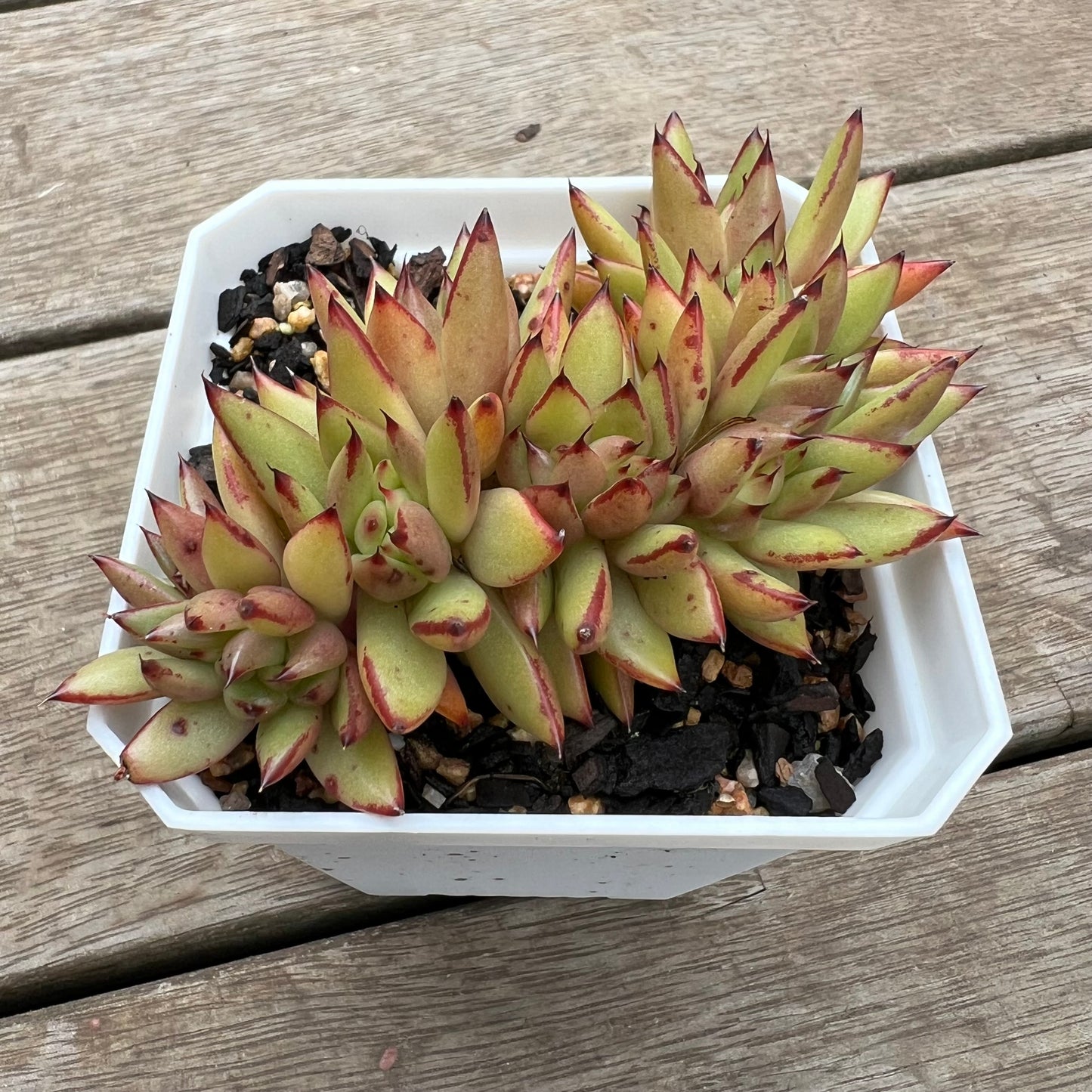 0406 Echeveria 'Ek Soul' Crest