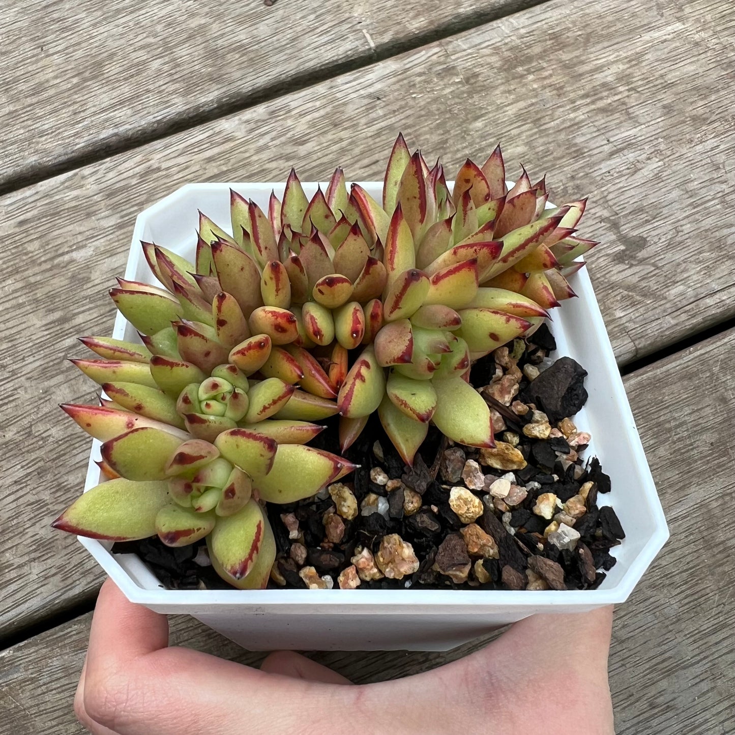 0406 Echeveria 'Ek Soul' Crest