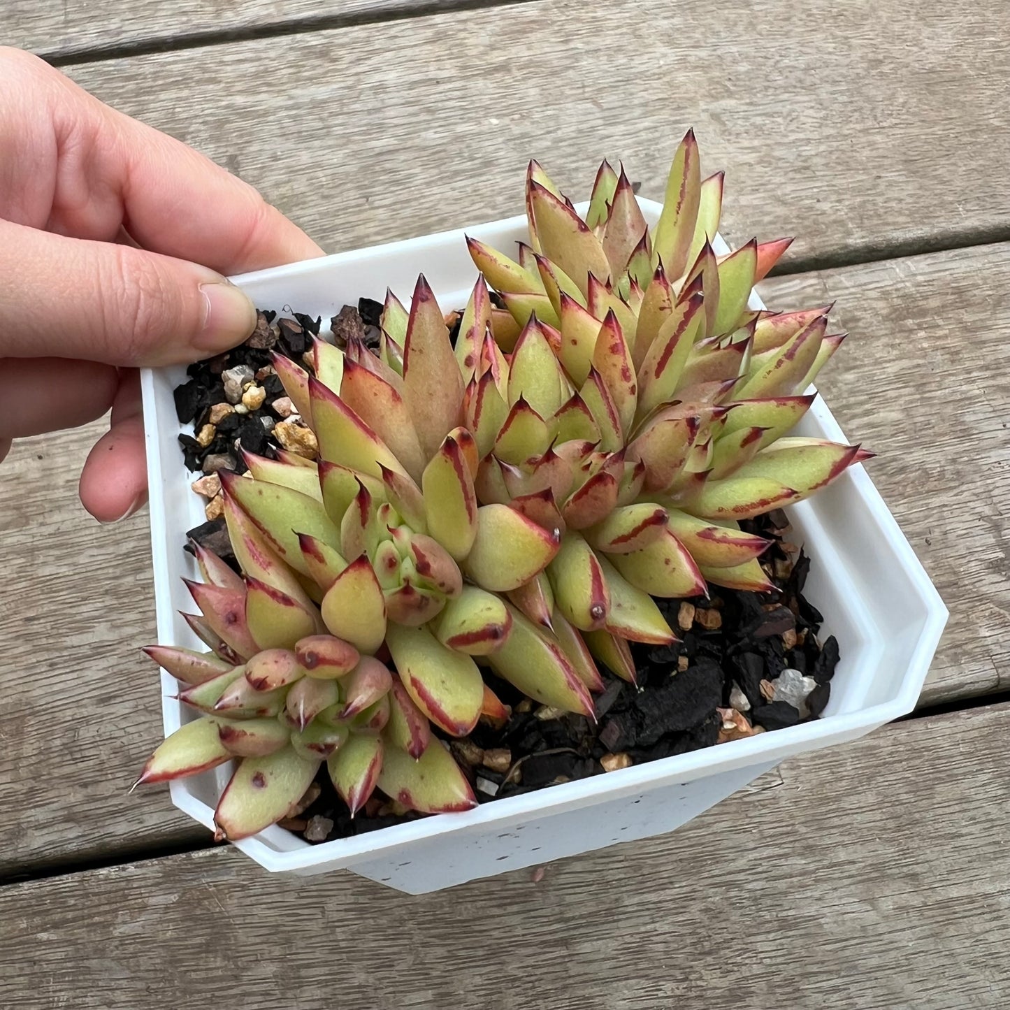 0406 Echeveria 'Ek Soul' Crest