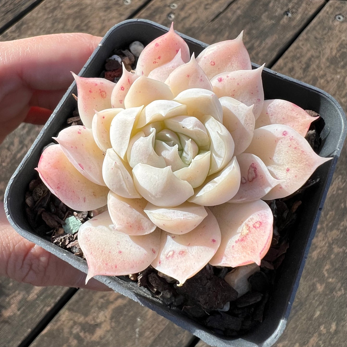 0406 Echeveria 'Icy Beauty'