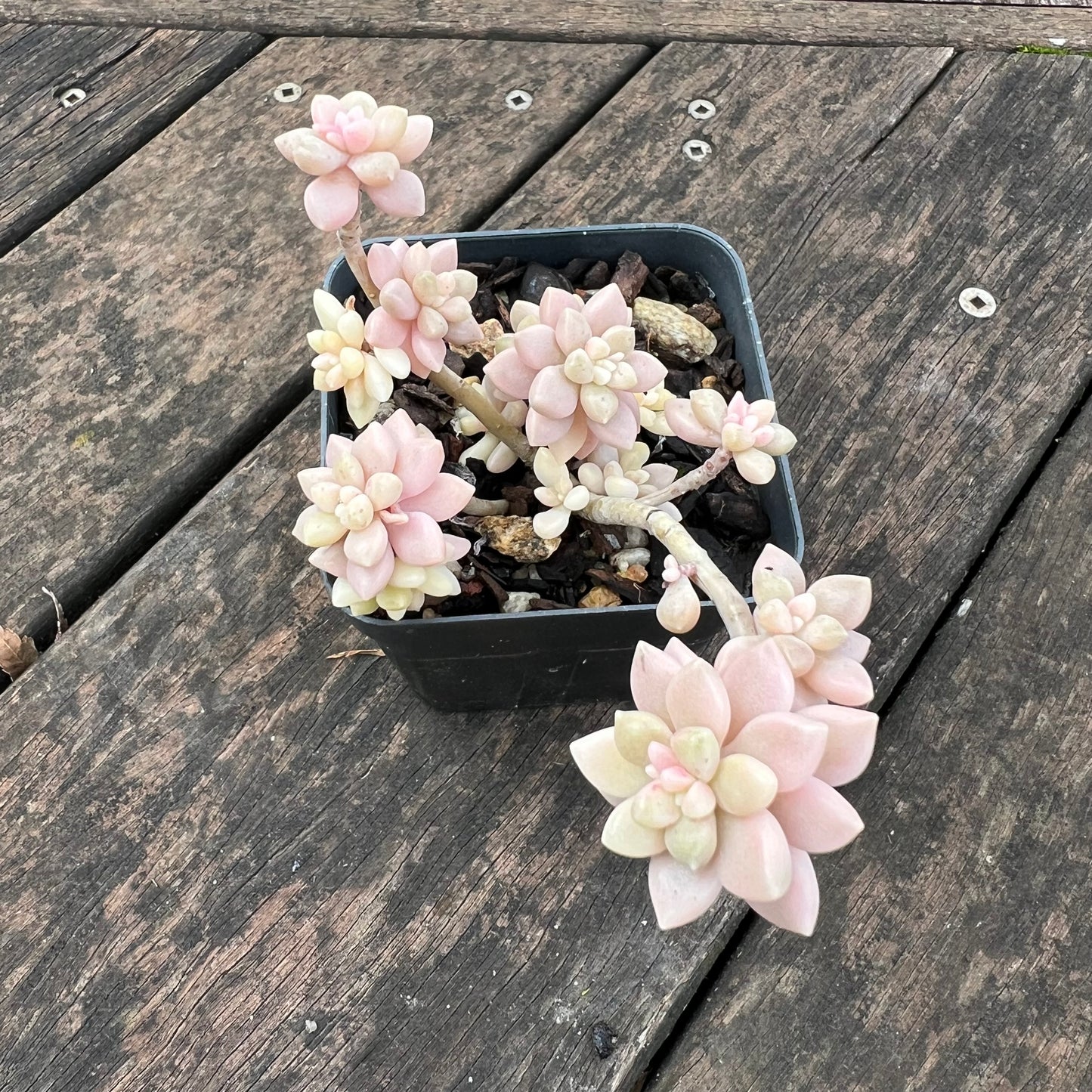 2402 Graptopetalum Mirinae Variegated