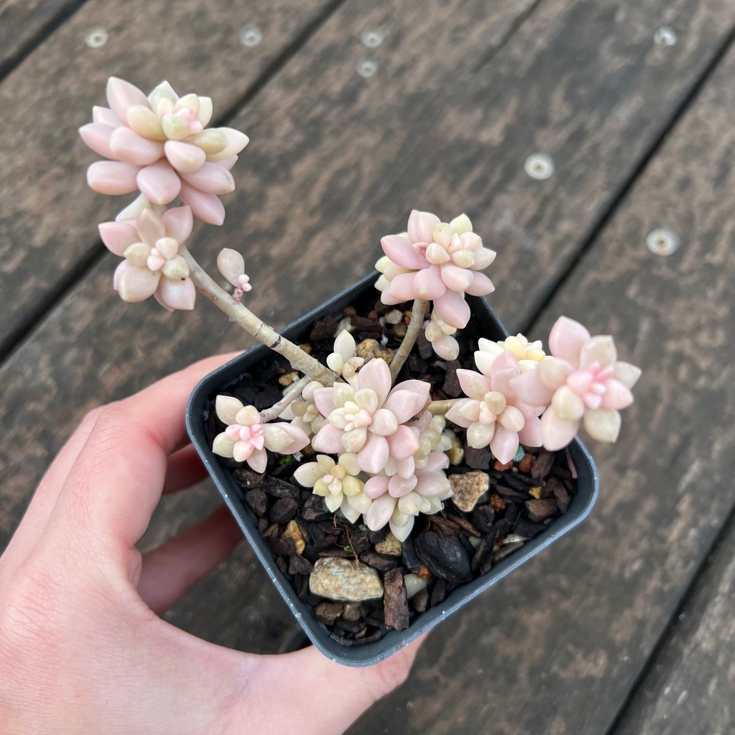 2402 Graptopetalum Mirinae Variegated