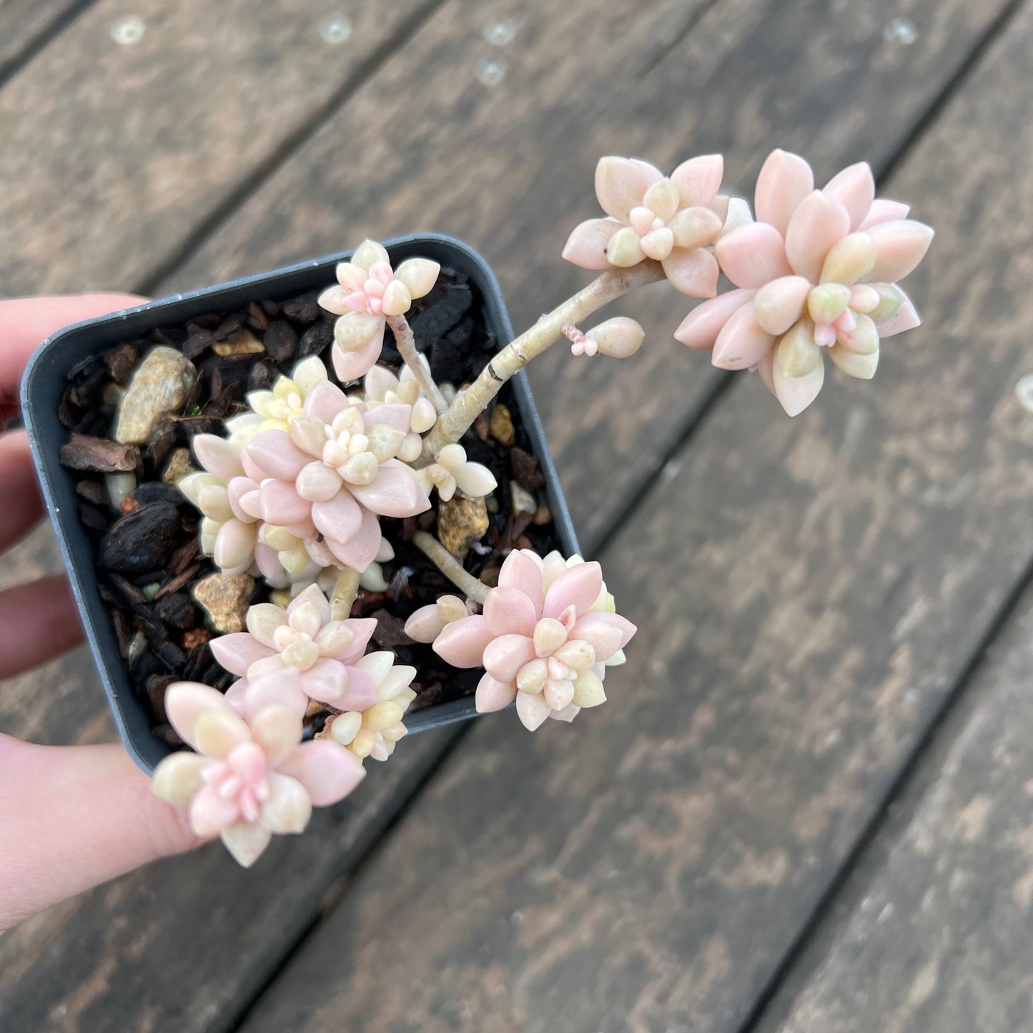 2402 Graptopetalum Mirinae Variegated