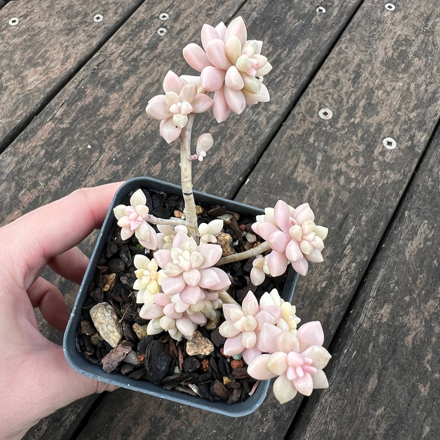 2402 Graptopetalum Mirinae Variegated