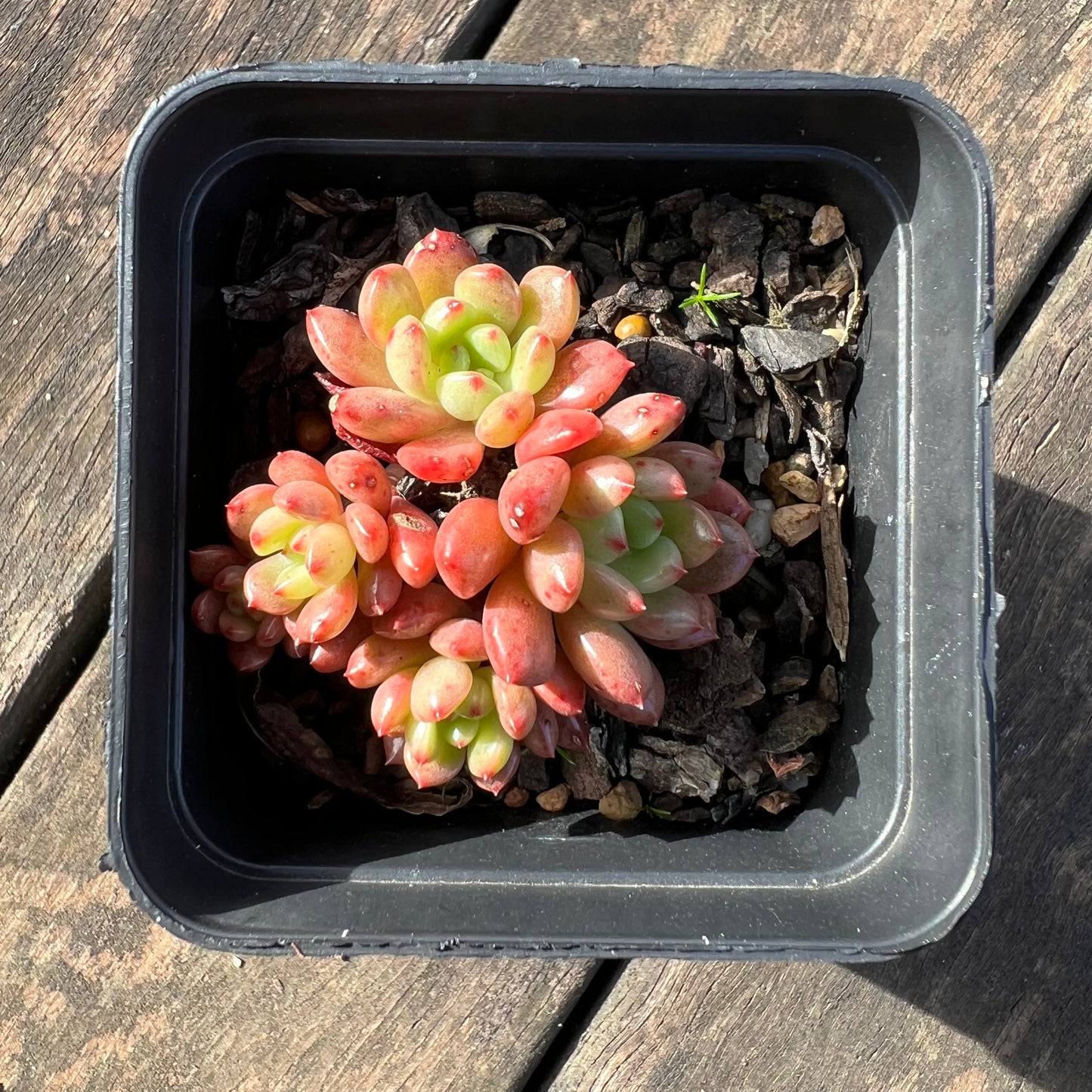 0406 Graptoveria Bashful / Pink Ruby