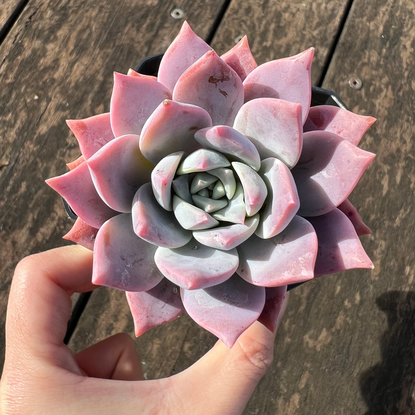 0406 Milky Way 银河