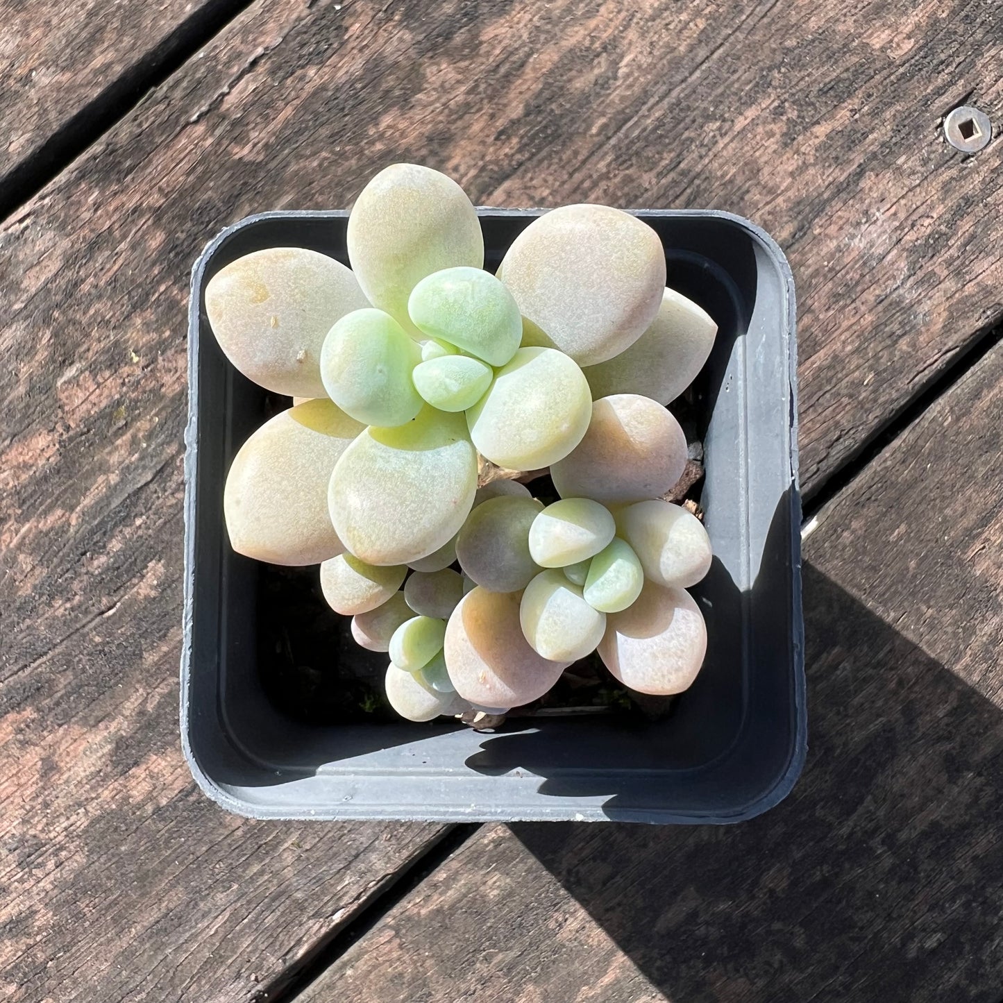 0406 Graptosedum Miul