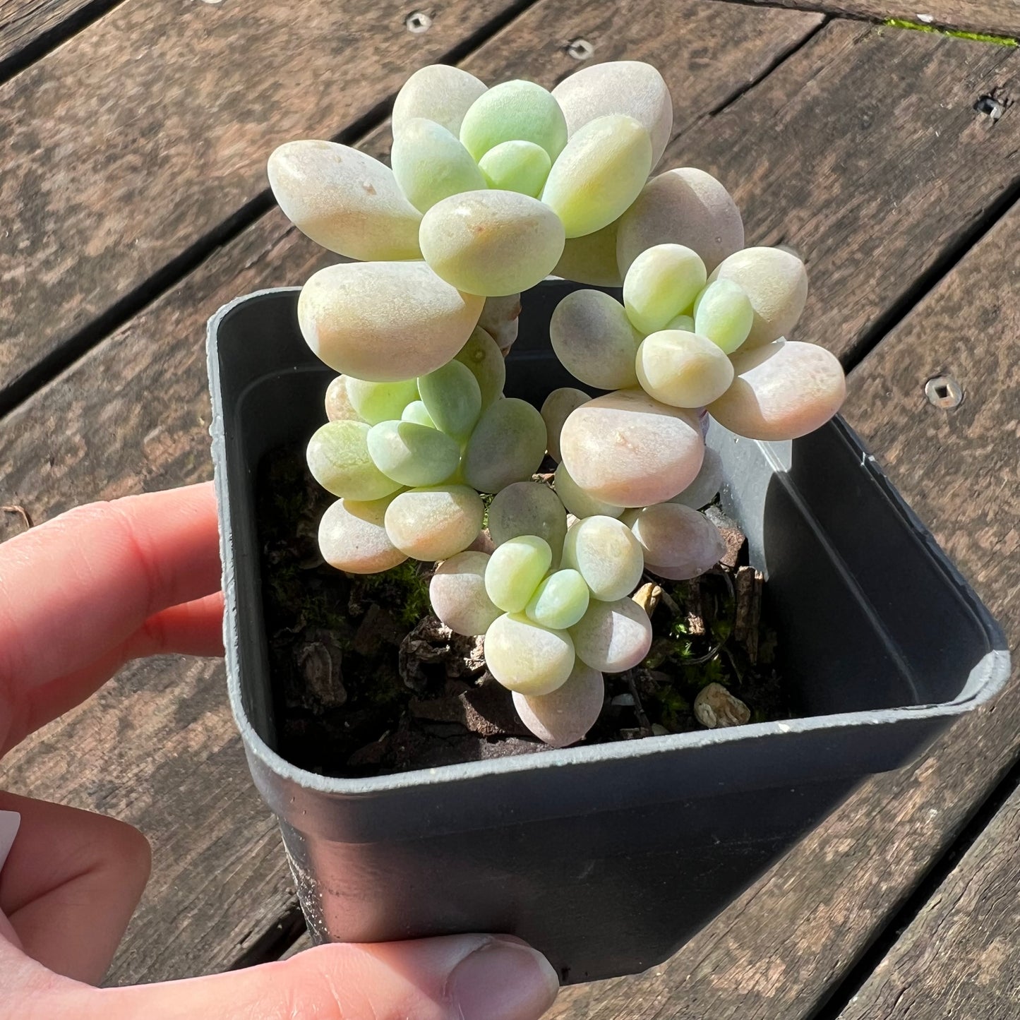 0406 Graptosedum Miul